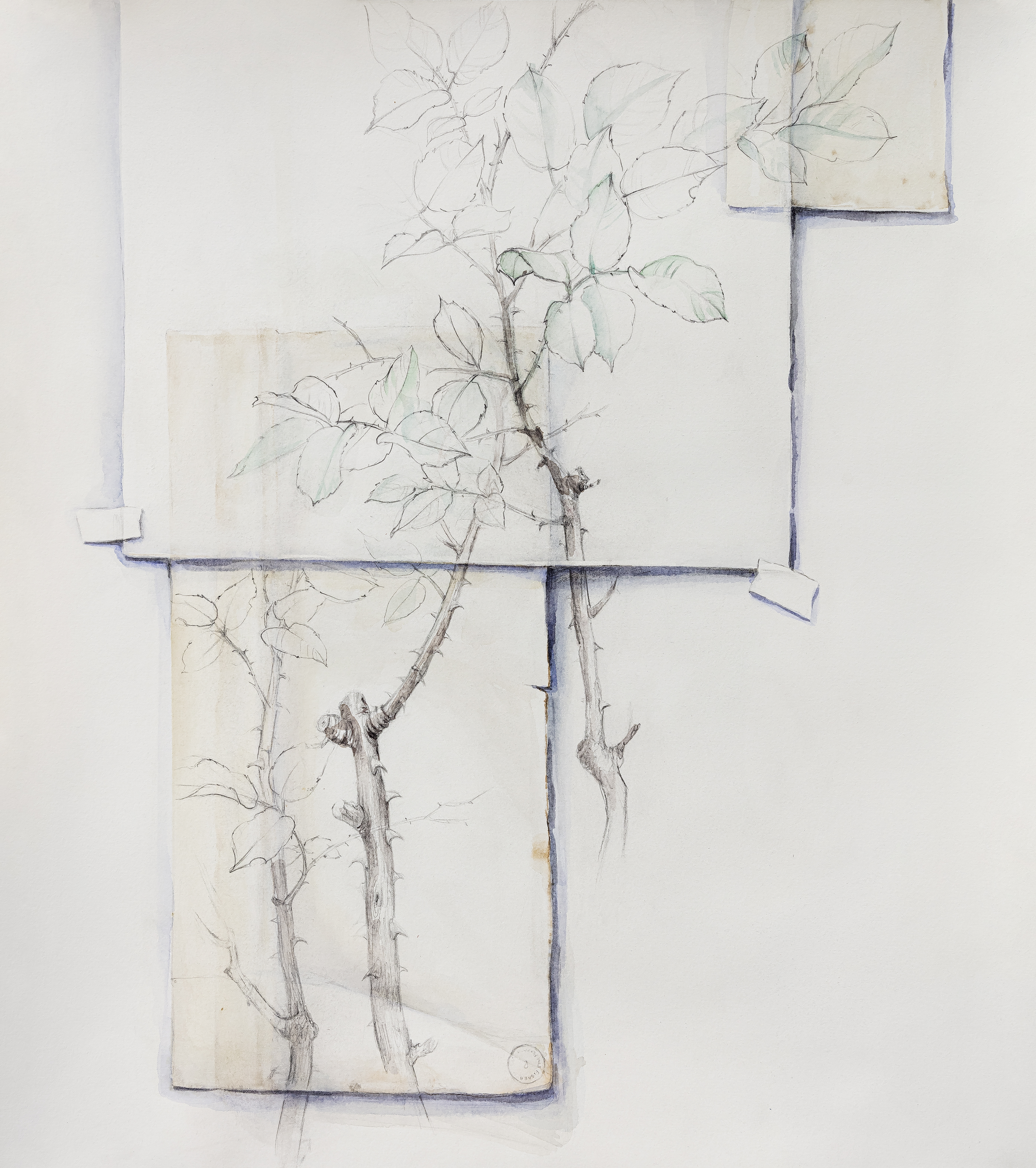 Life is not a bed of roses series, 2023. Watercolor and pencil on paper, 48 x 41 cm.