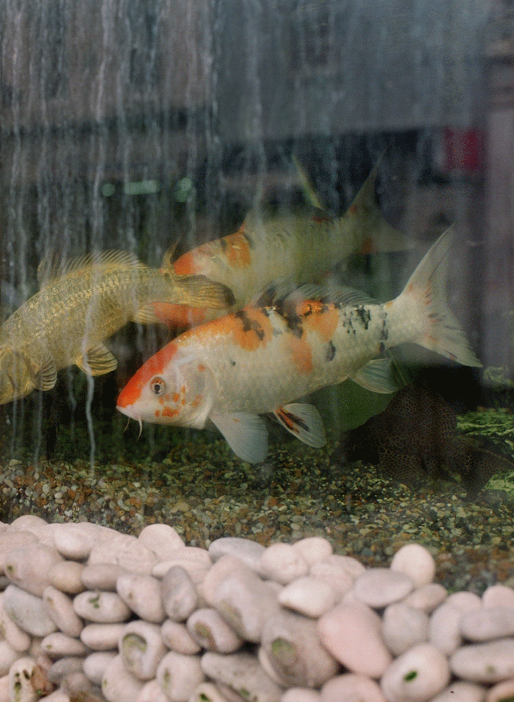 Fish, Too Hot, Deptford, 2019