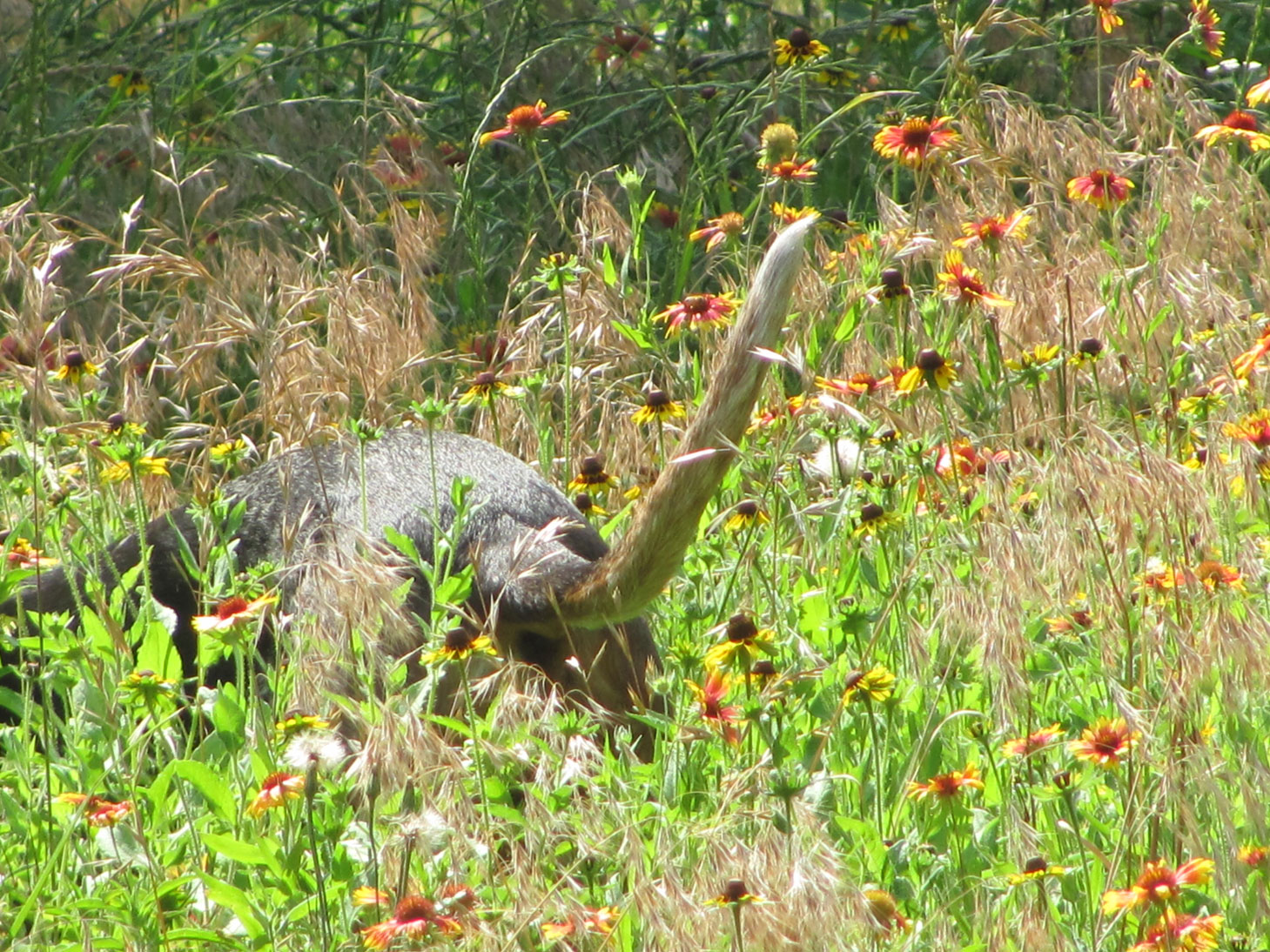 Lullah smelling wildflowers