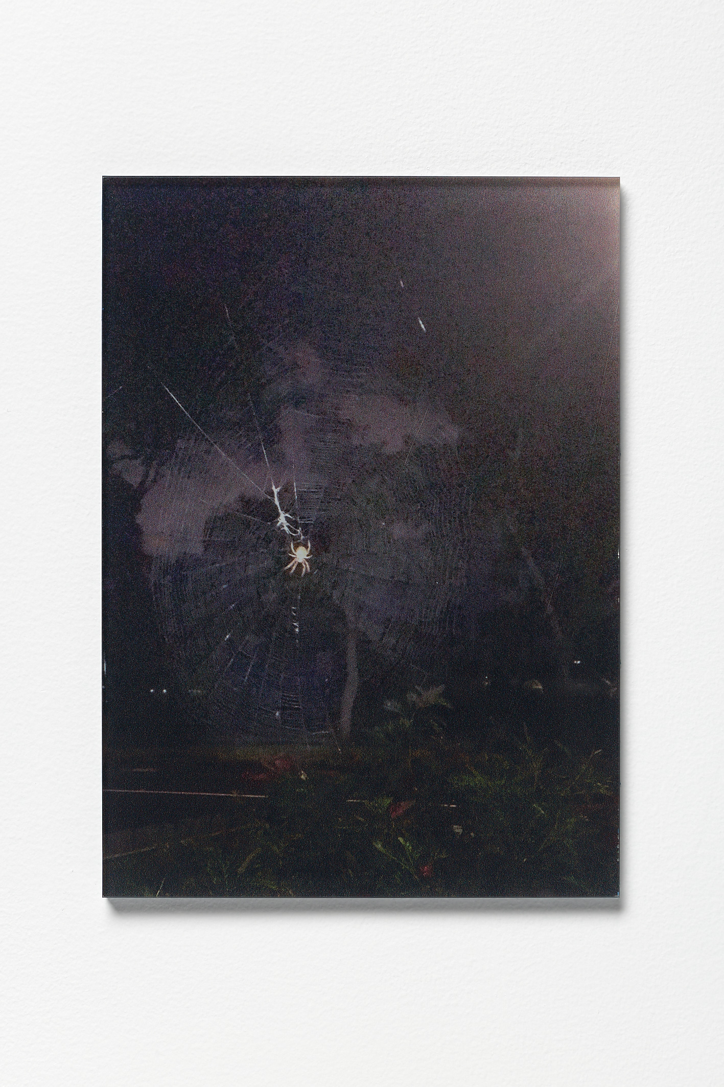 Rudi Williams, Wind creature, 2020, Photographic print on acrylic