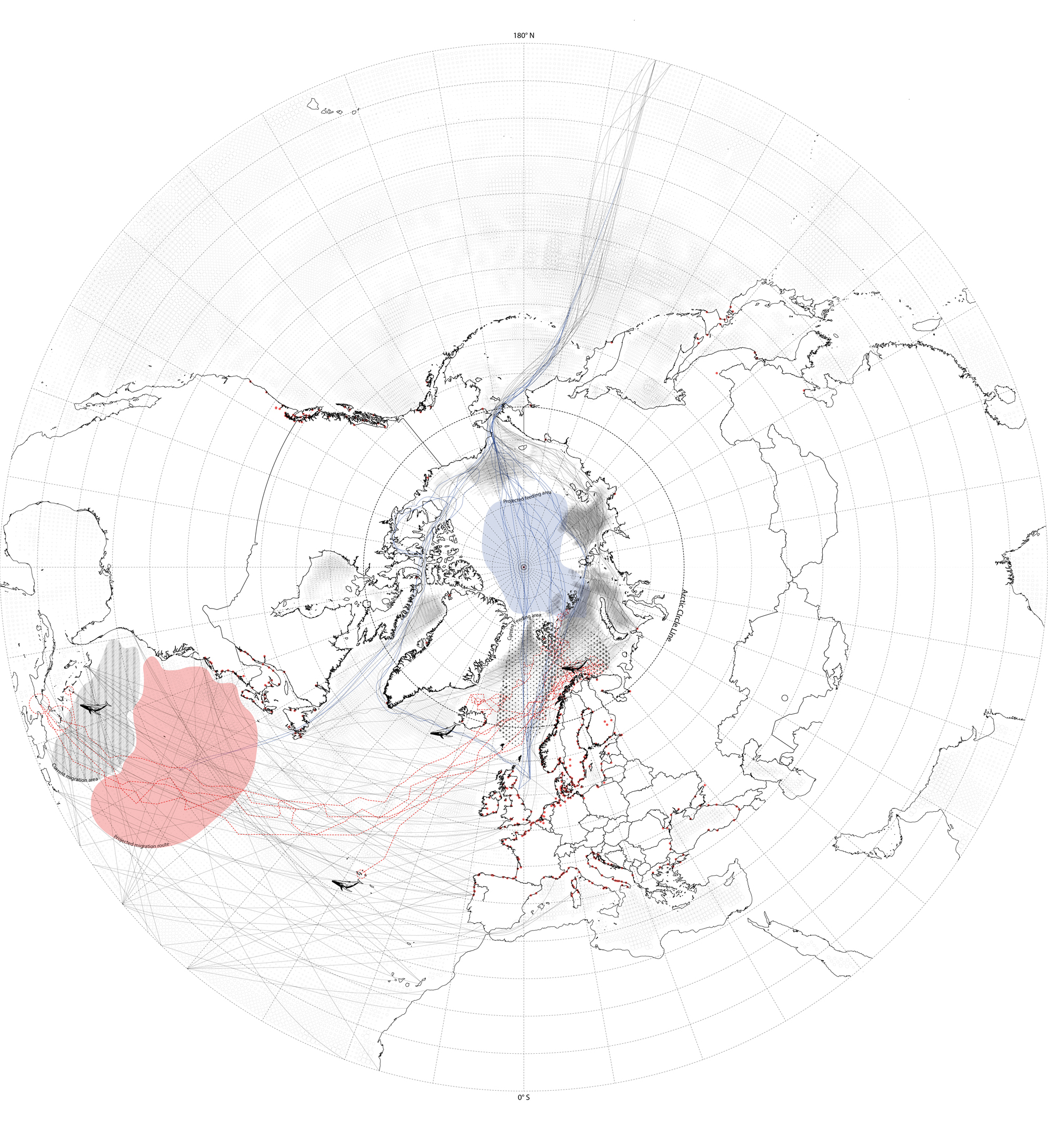 While Arctic Migration
