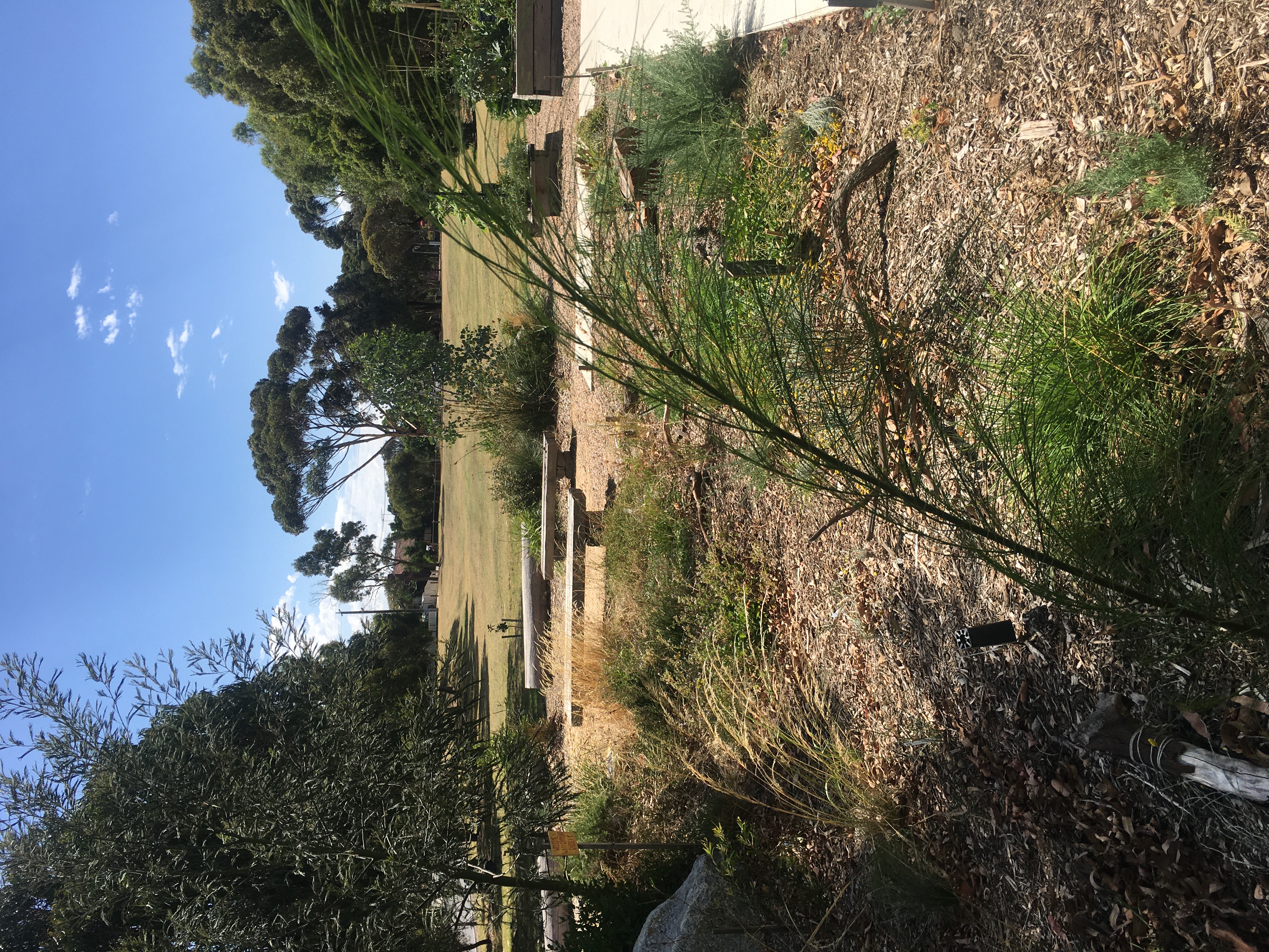 viminaria juncea (native broom/golden spray)