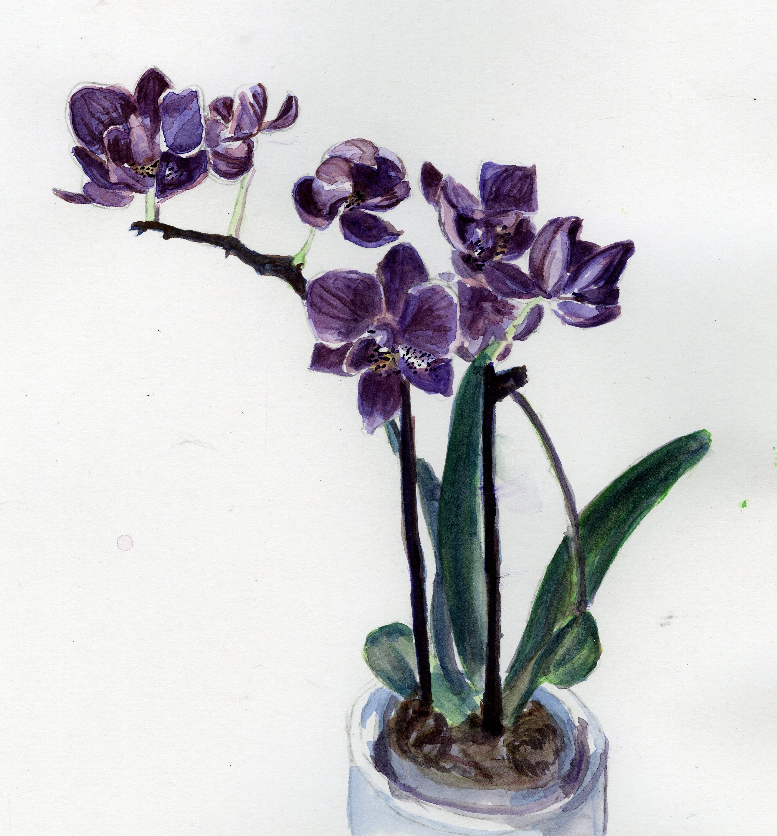 orchids 2018 watercolor (I shredded this one)
