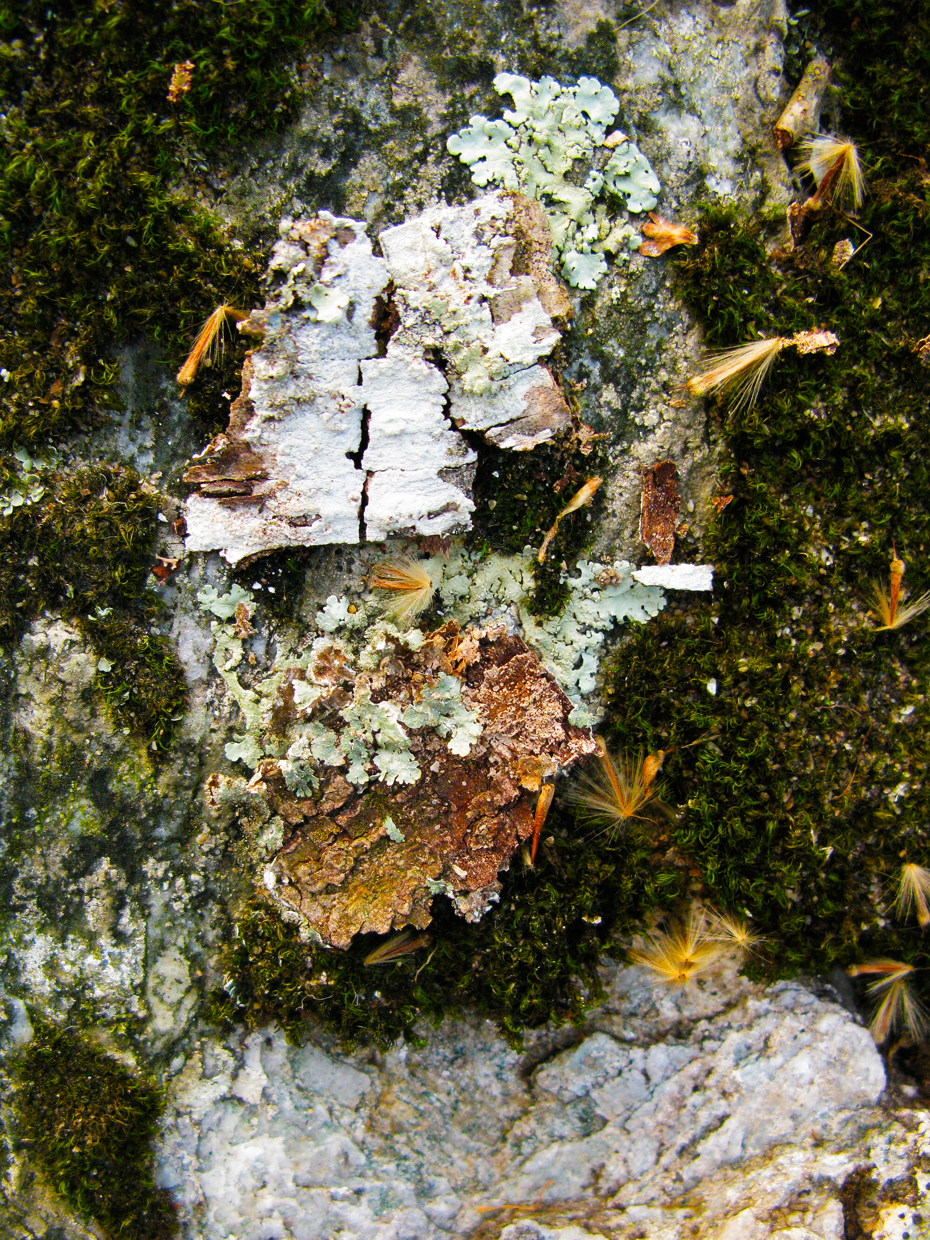 Lichen Sprite #2, Archival Pigment Print. Mounted on Sintra. 48" x 36" Limited Edition: 1/5. and Archival Pigment Print, 17 X 22, Edition 1/10, 2015