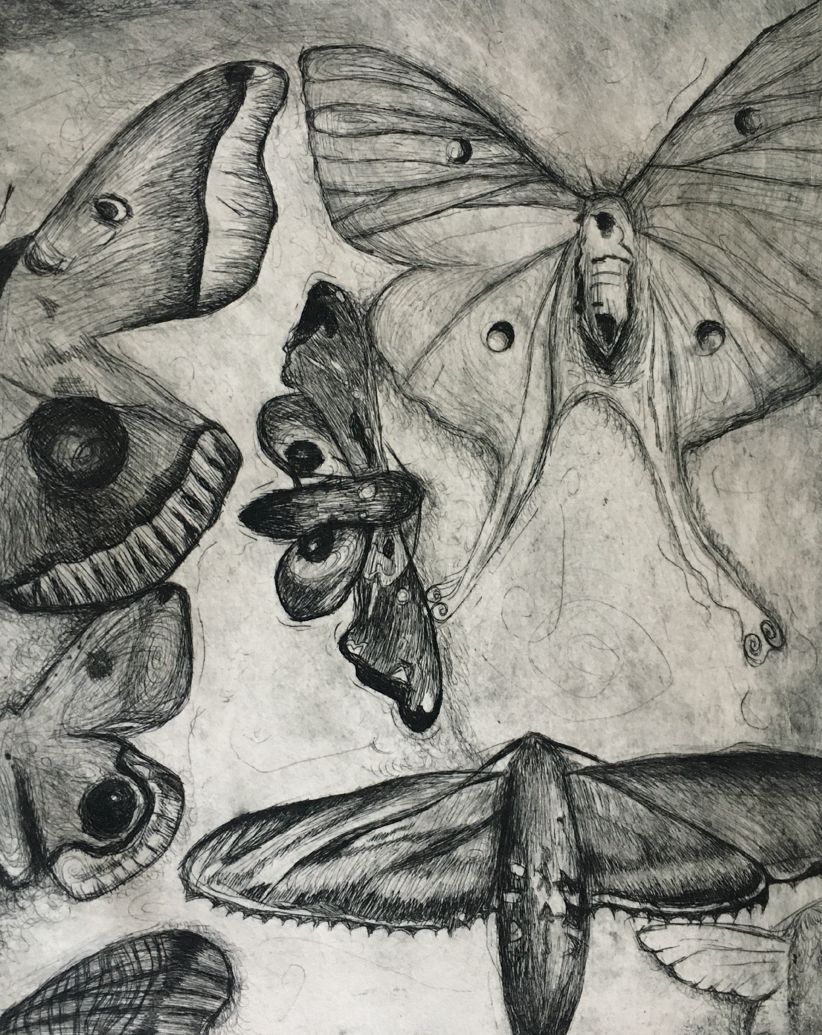 moth study | 2020 | lithograph on zinc, 11" x 14"