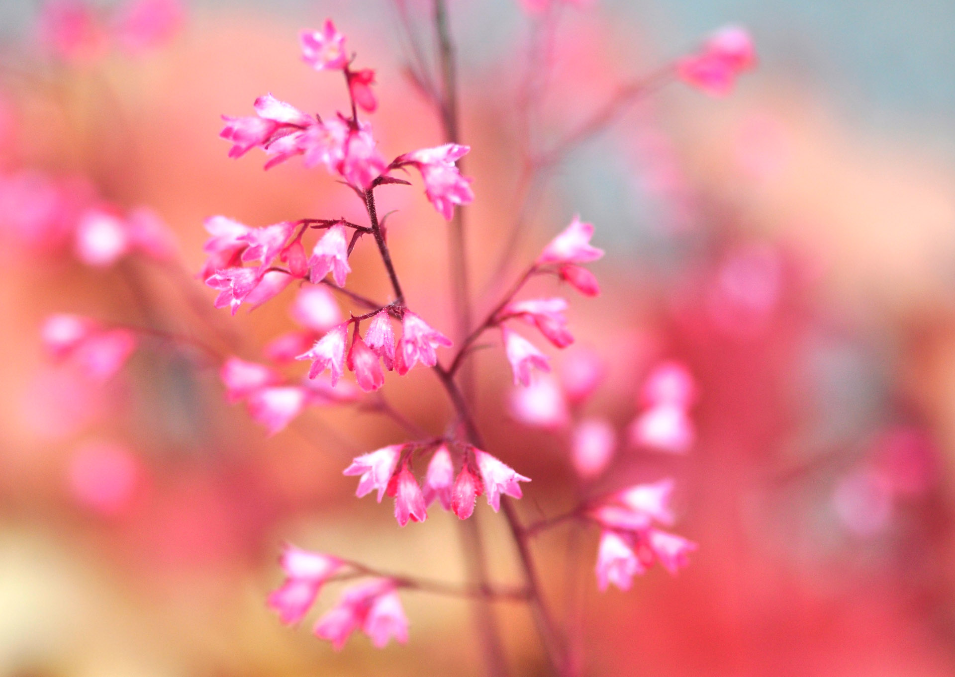 Nr. 278 Heuchera / Purpurglöckchen