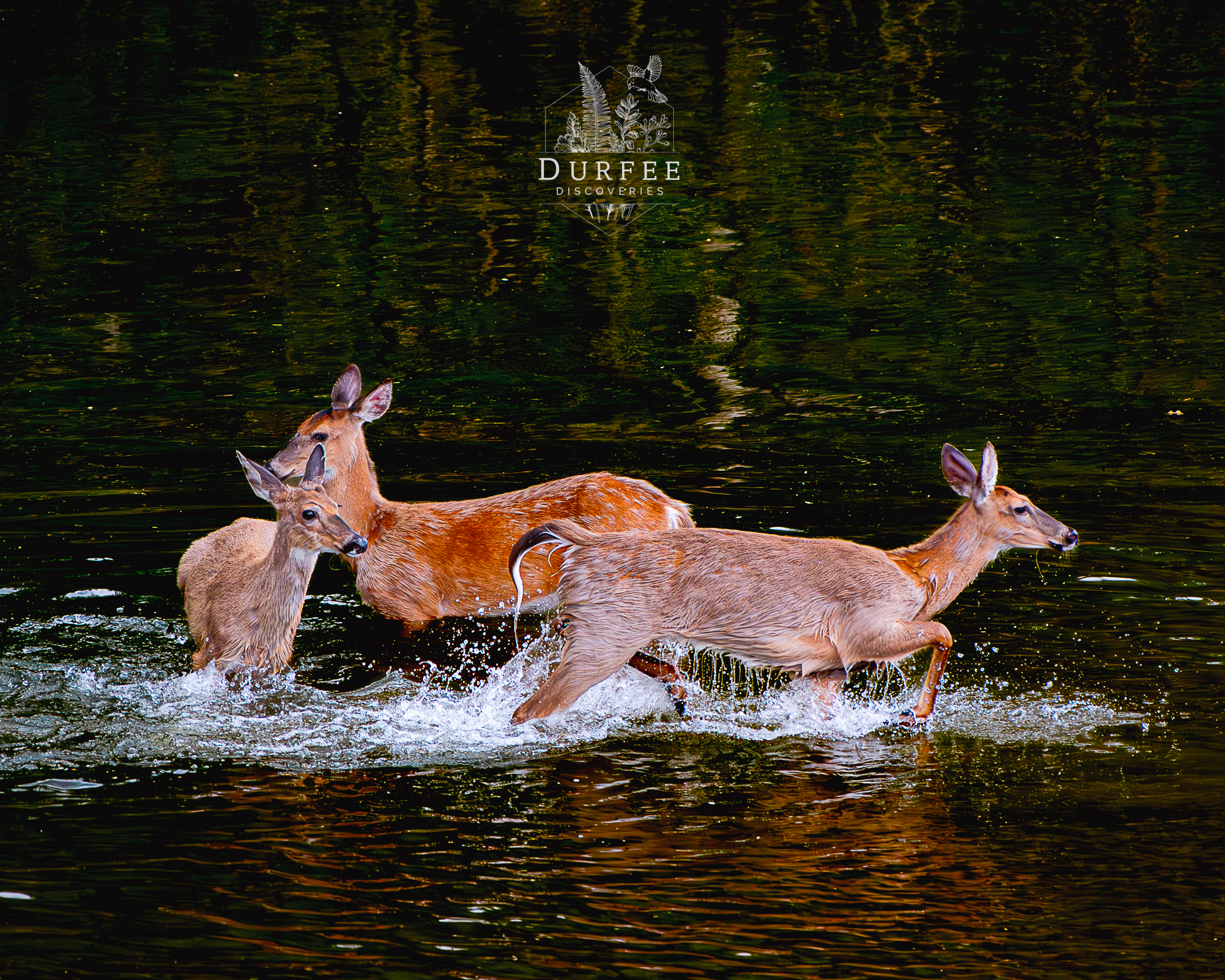 Deer - Union City, PA