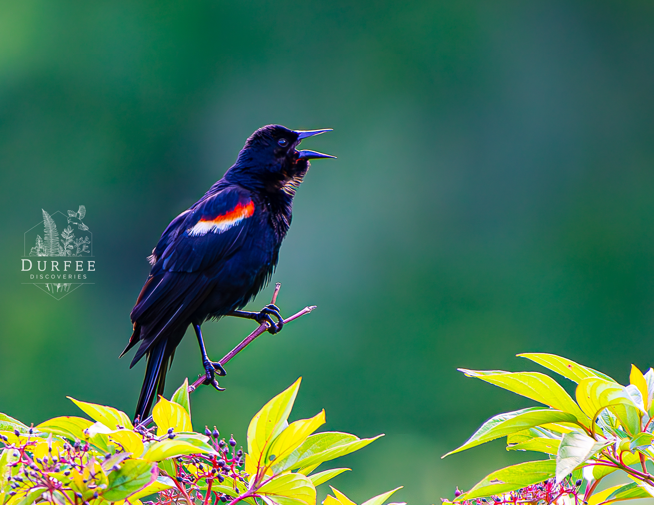 Red-Winged Black Bird - Erie, PA