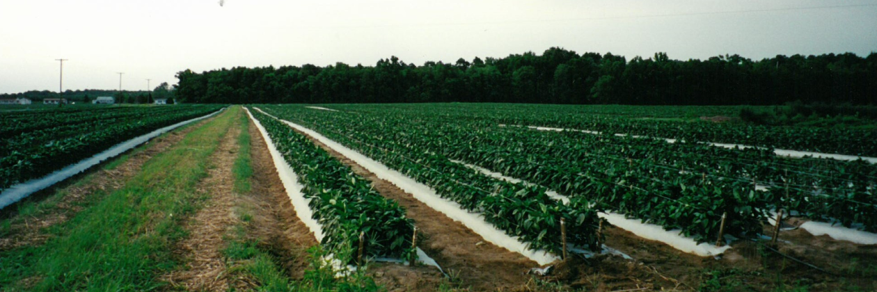 An old photo of a field of green vegeation planted in rows