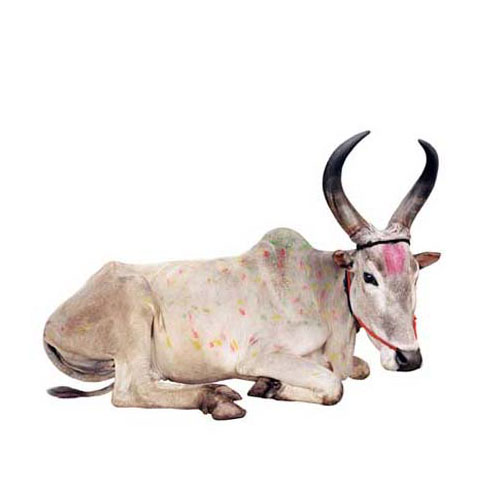 UNTITLED 4 2008, colour print perspex dibond, 120cm x 180cm ed 3