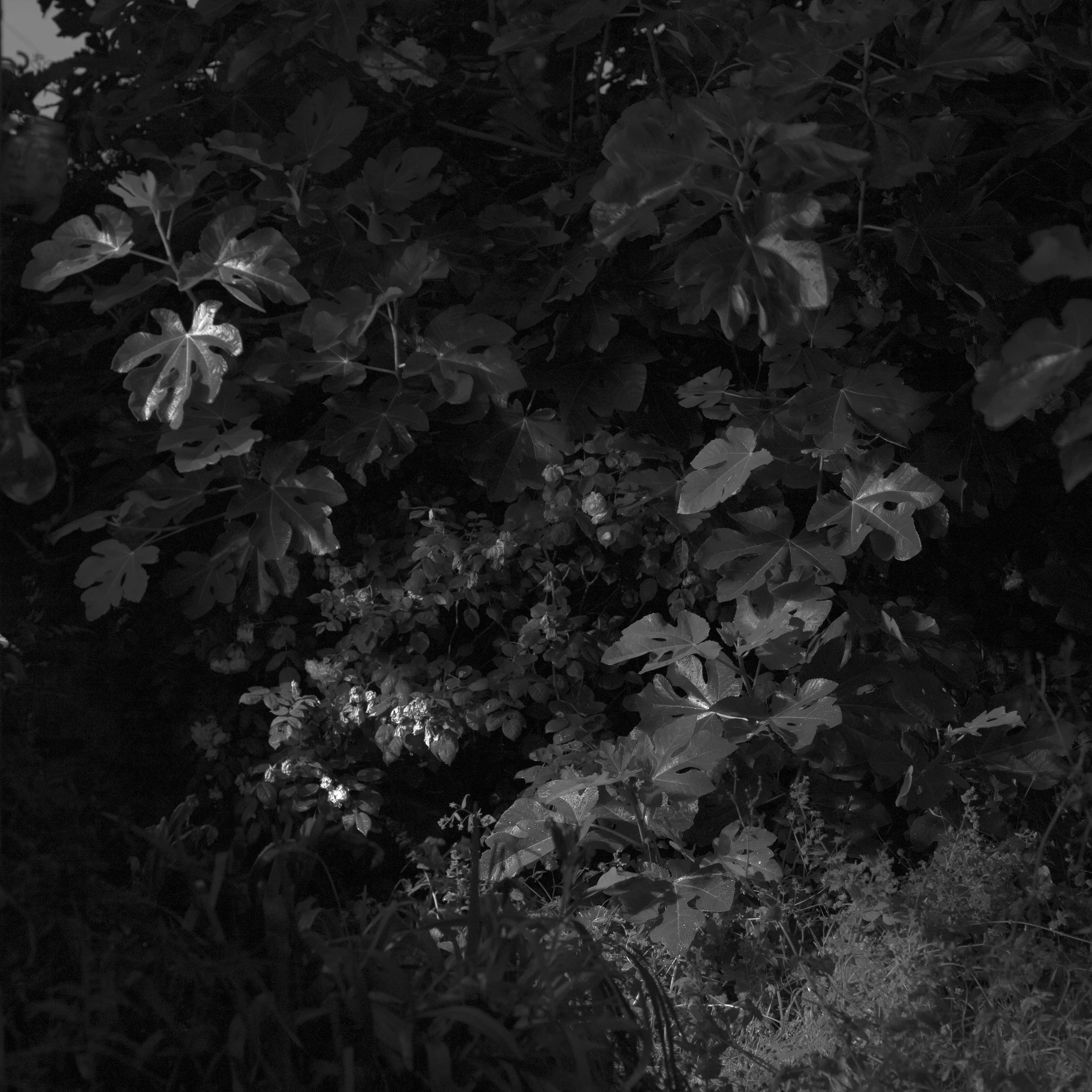 2020_SubjectiveSymptoms_dream#2