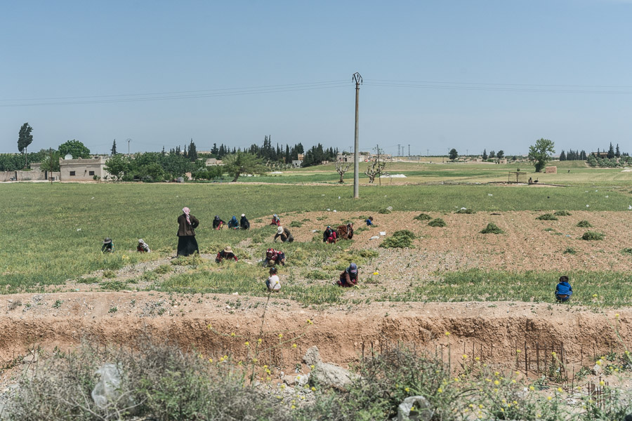 Environs de Kobane, F&eacute;d&eacute;ration D&eacute;mocratique du Nord de la Syrie. La Syrie du Nord est une r&eacute;gion tr&egrave;s rurale,transform&eacute;e par le r&eacute;gime Assad en grenier &agrave; bl&eacute; du pays, ce qui a occasionn&eacute; une destruction des for&ecirc;ts, l'imposition de monocultures (bl&eacute; et coton) et l'utilisation massive d'eau pour l'irrigation. Les femmes fournissent une part importante du travail dans les champs, ne recevant en retour que peu ou pas de salaire.