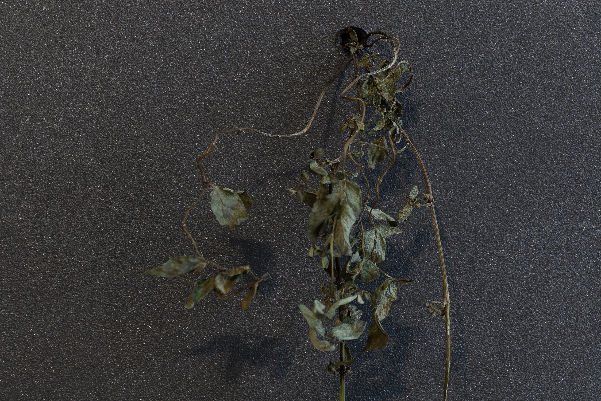 Garden (Detail no. 6)
