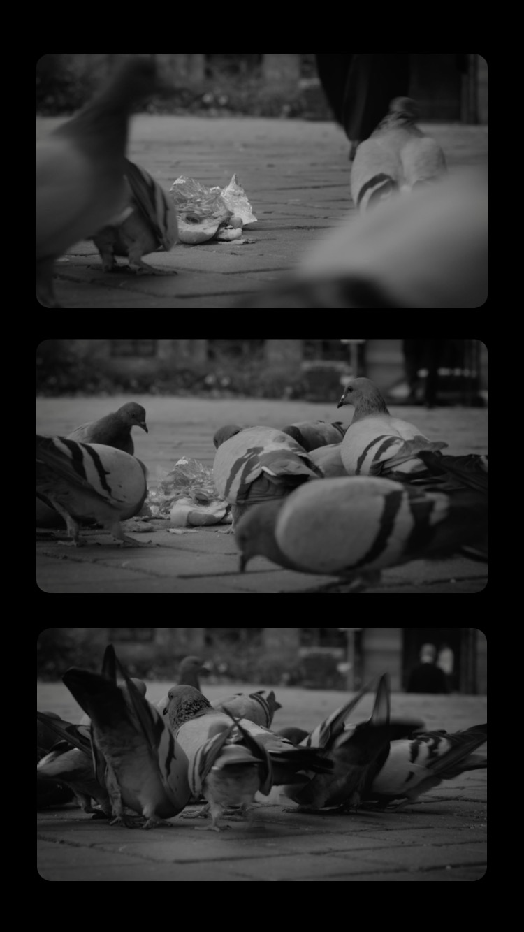 bacon queso (director/editor)