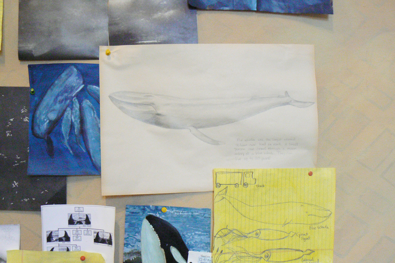 Understanding A Whale Fall