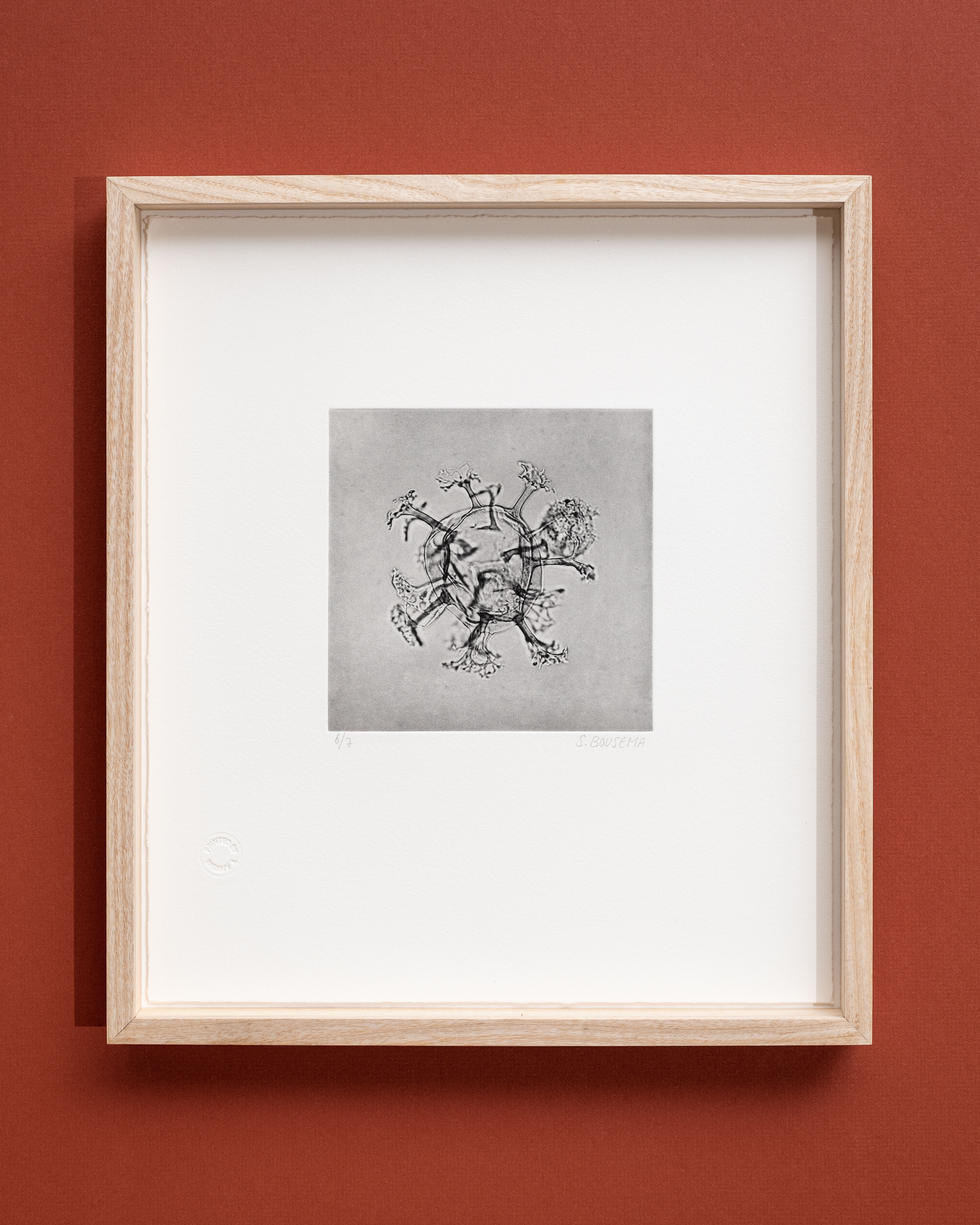 Available: 6/7 - 7/7. Title: Enneadocysta dictyostila
