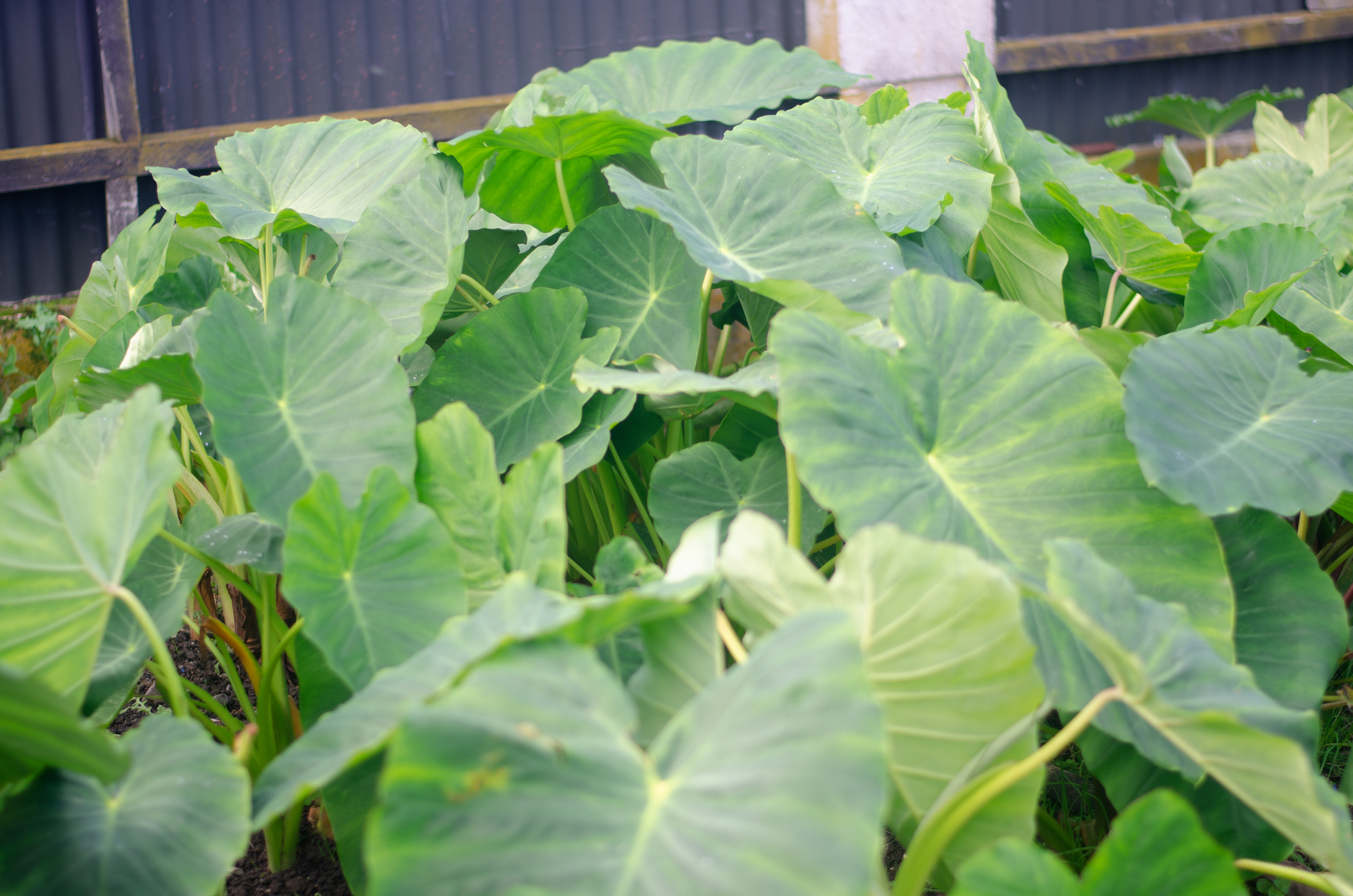 Taro leaves, 2017. Photographer: William Folau (Year 8)