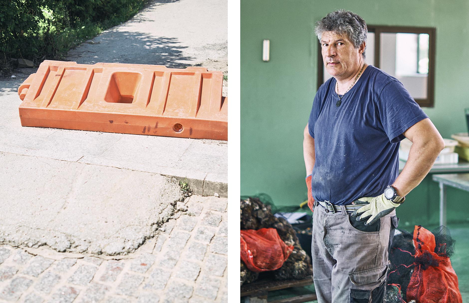 CRASSOSTREA GIGAS /22