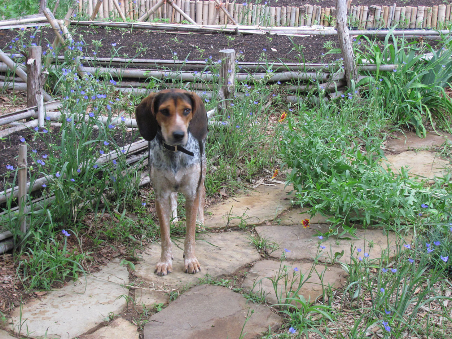 Sissy near the garden