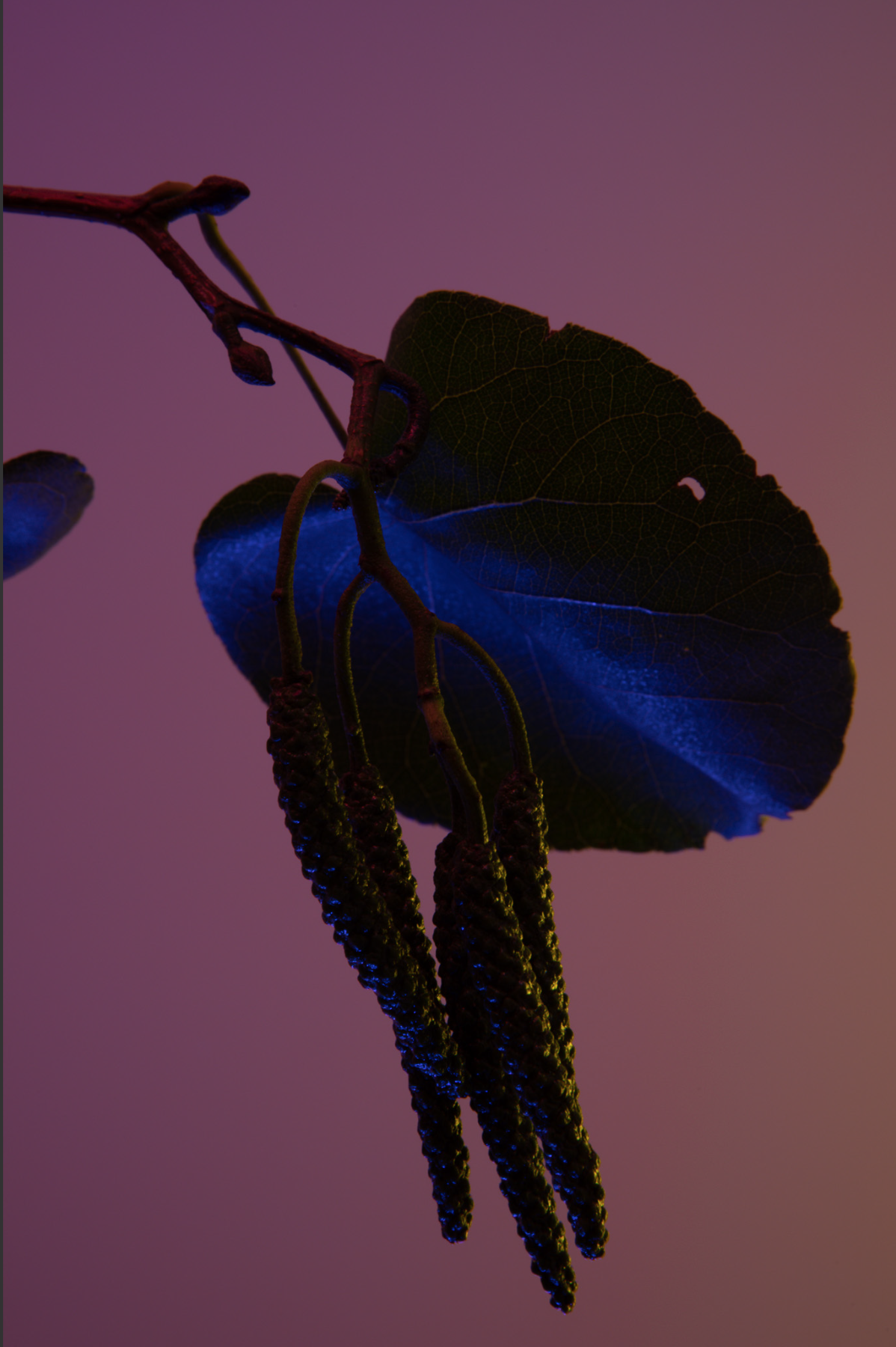 PHOTOGRAPHY BY RAF STUDIO FOR HERMES