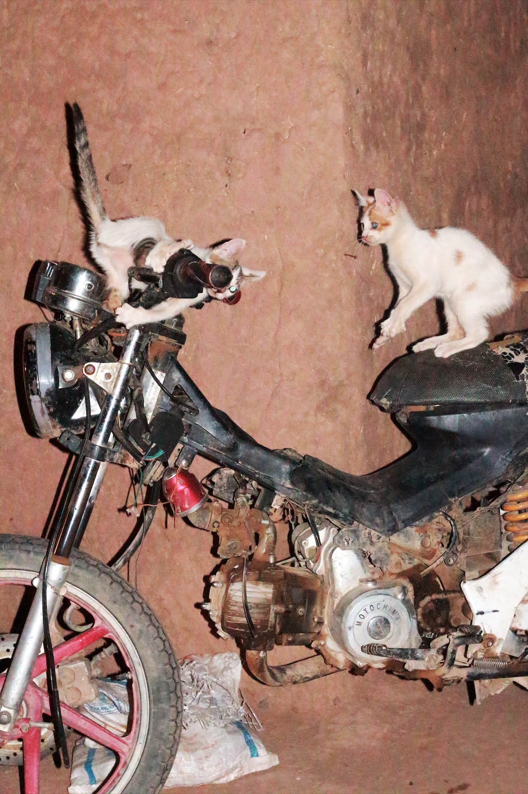 Desert cats, devil cats, 2020