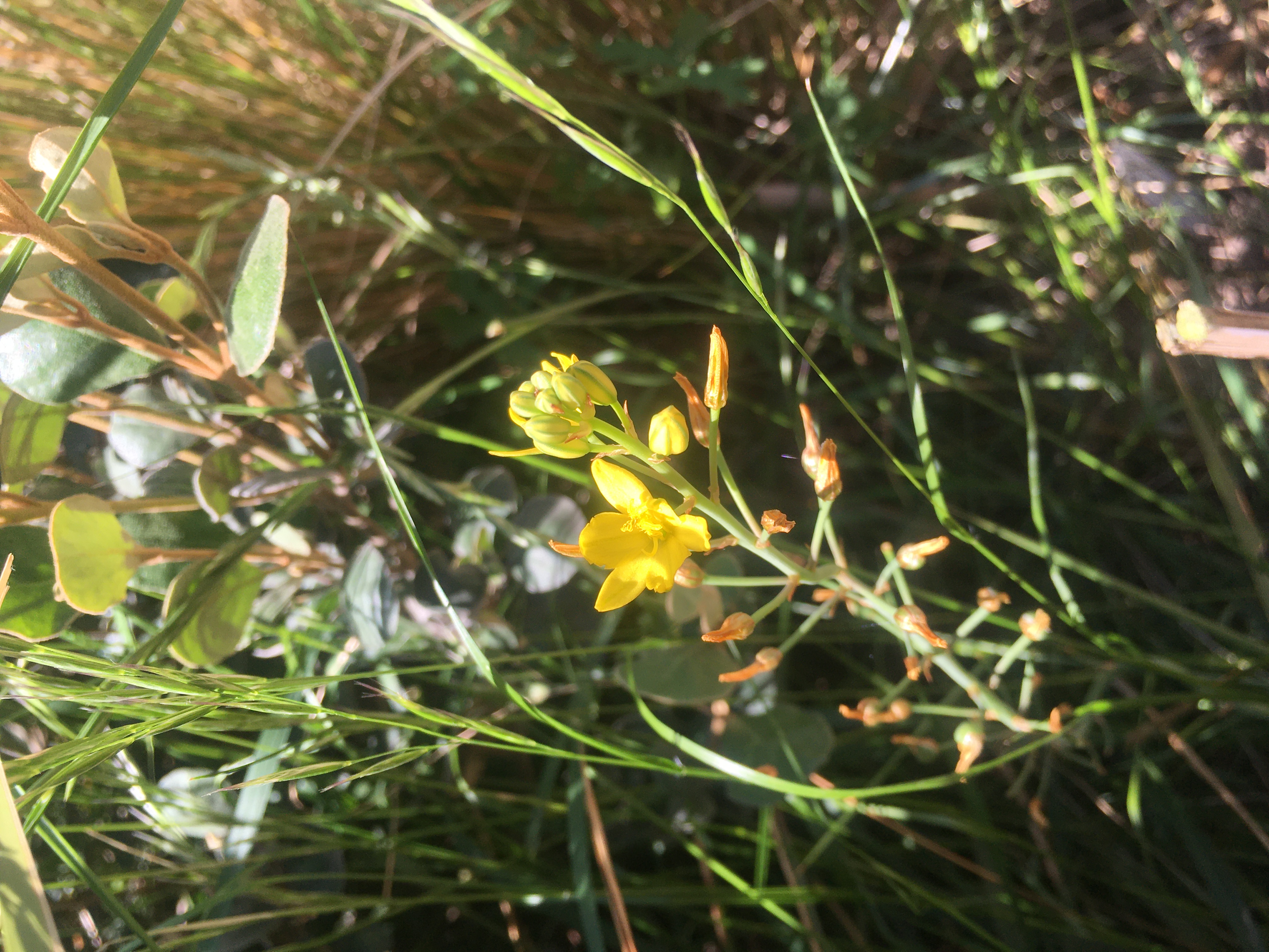 Bulbine lily (bulbine bulbosa)