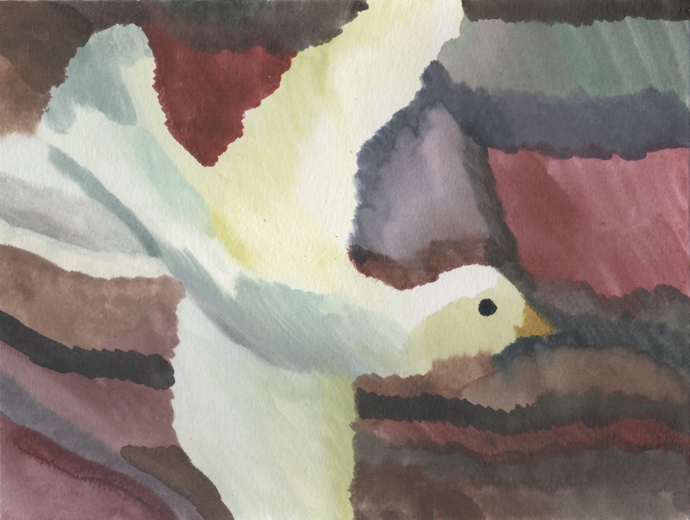 Dove, watercolour on paper