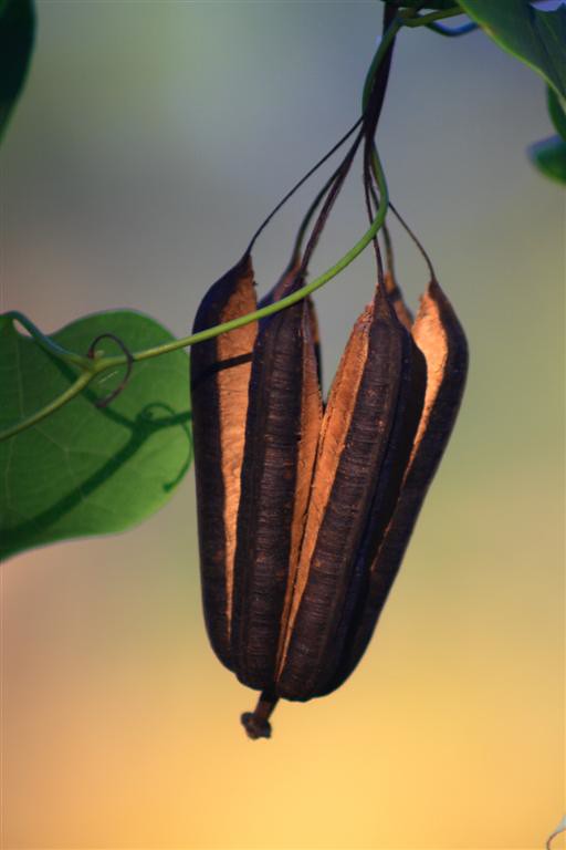 Aristolochia's seed capsule photo by @fardod