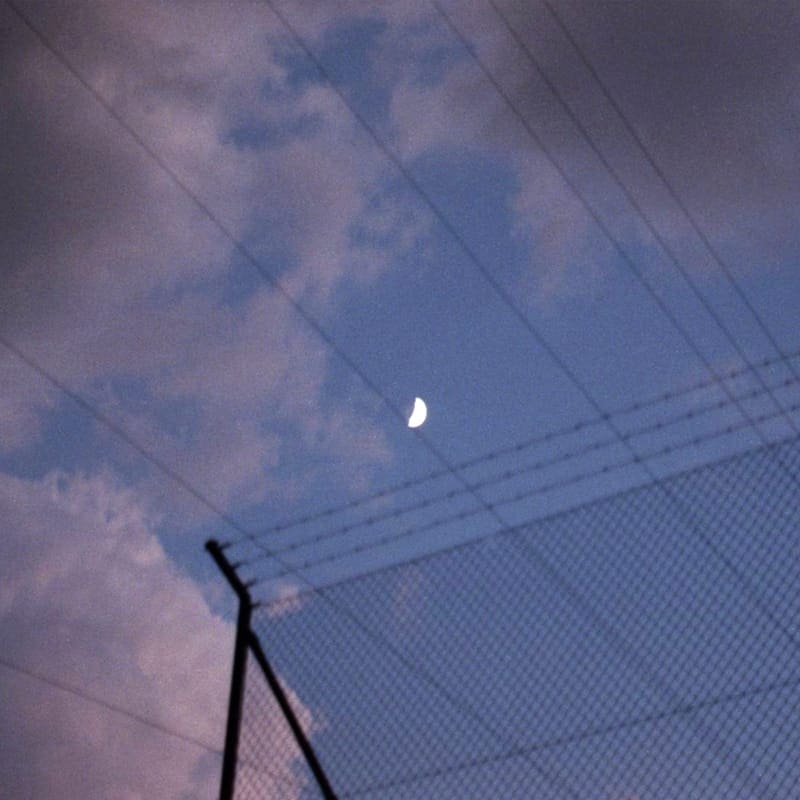 transience #13 with Lou Drago and Hydrangea