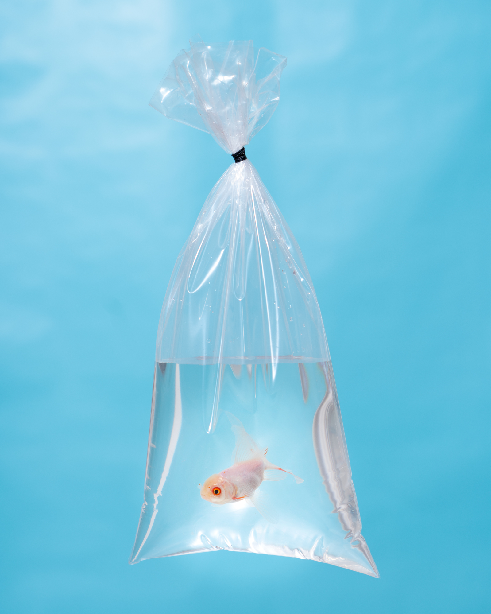 Goldfish In A Bag Earrings –