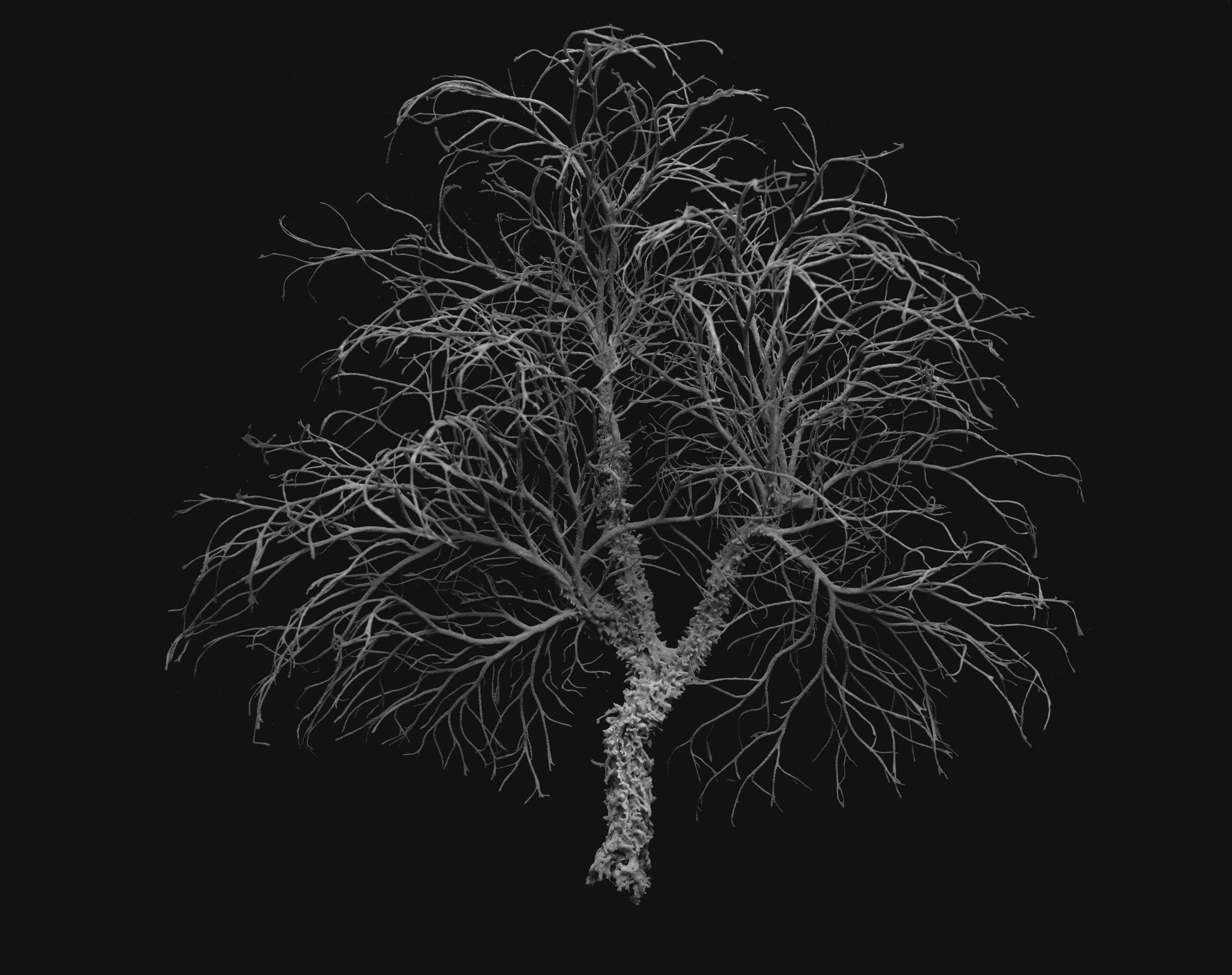 Black Coral / Fiordland