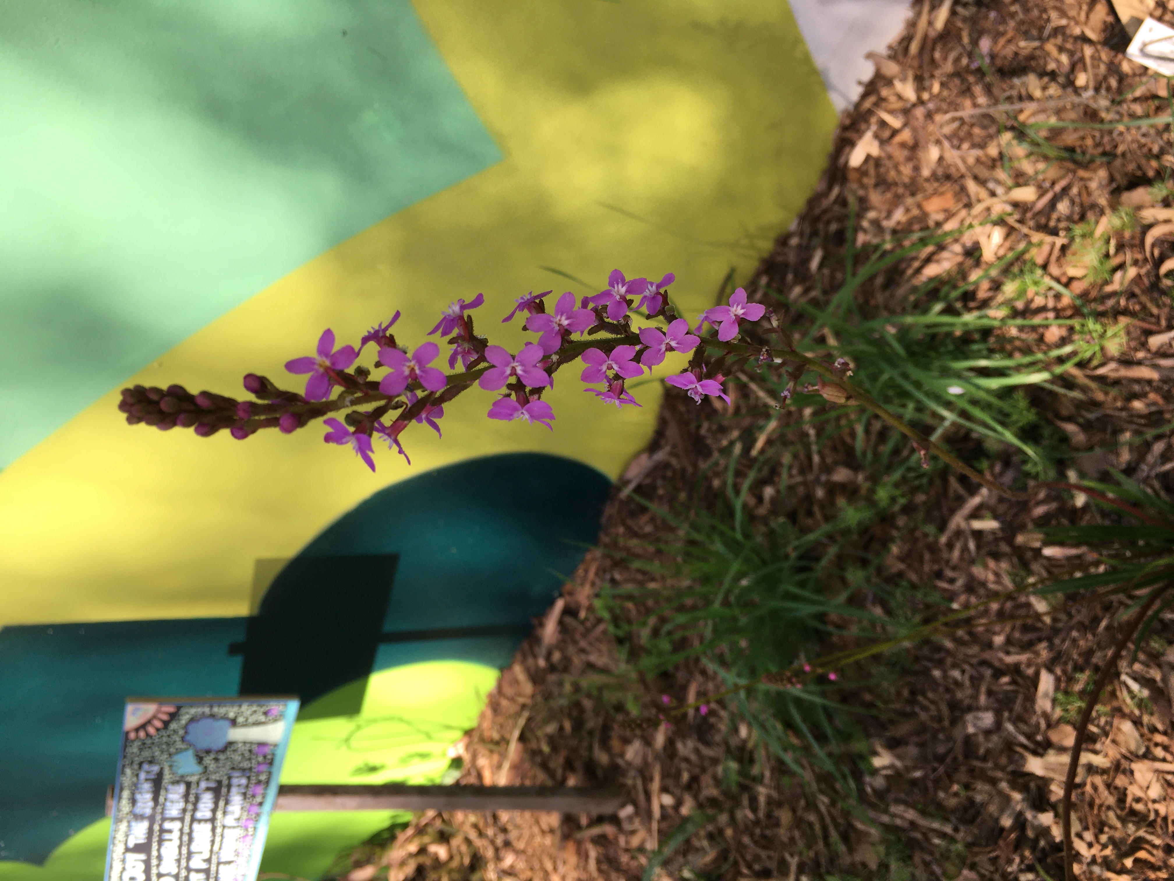 thrift-leaved triggerplant (stylidium armeria)