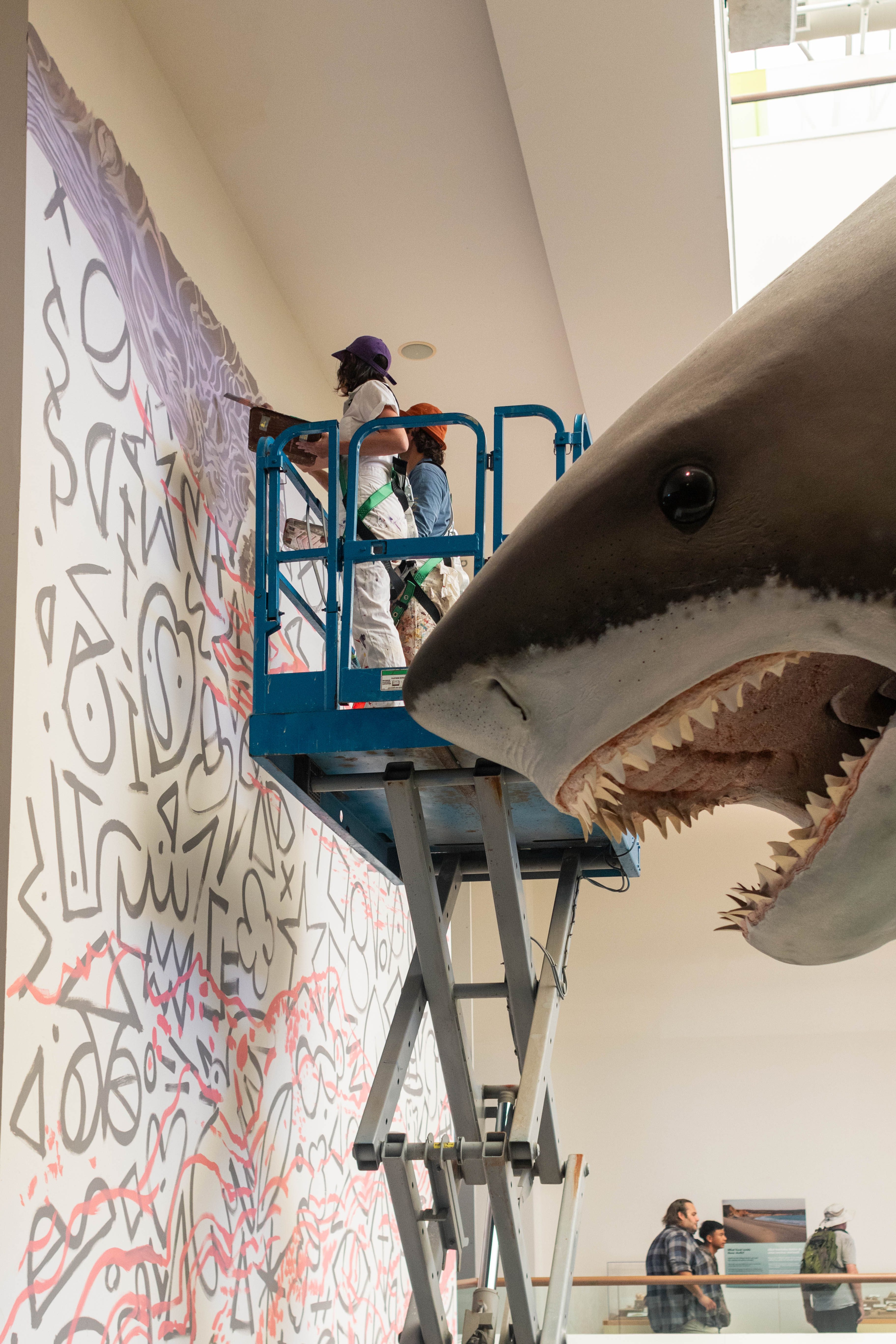 Frasera, process image