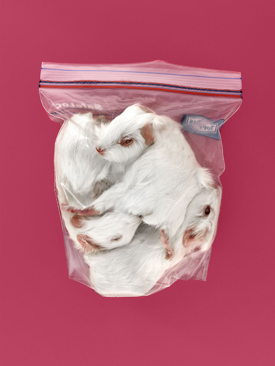 BAG - Guineapig