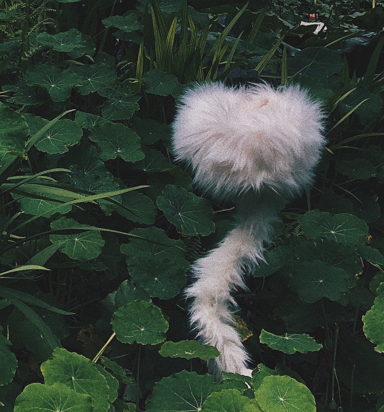 + SEED POD // FUZZ LAMP