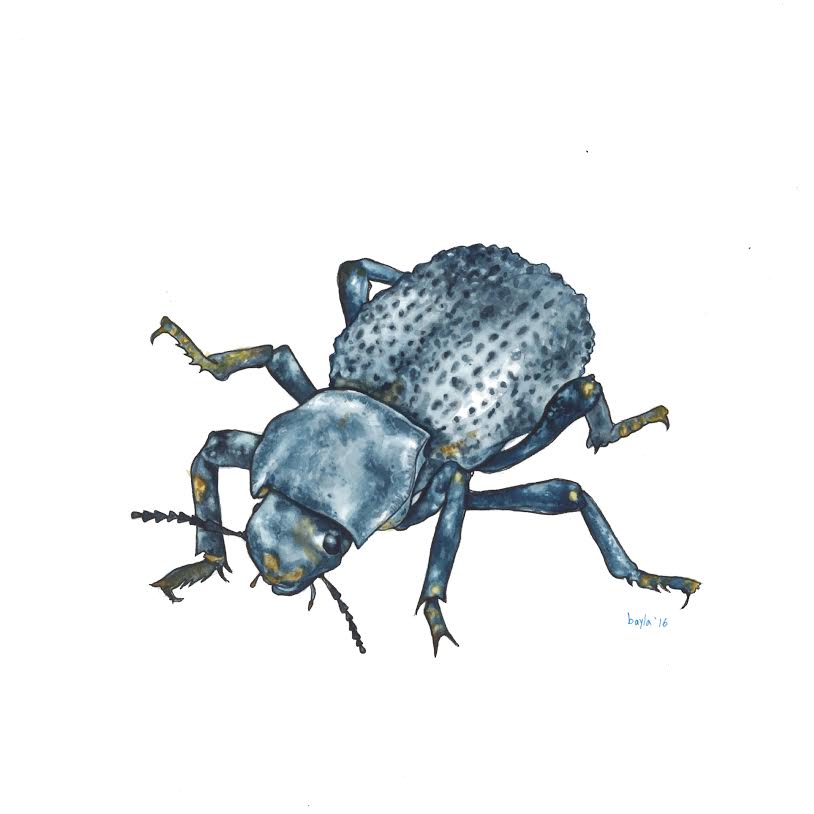 Blue Death Feigning BeetleWatercolor2016SOLD