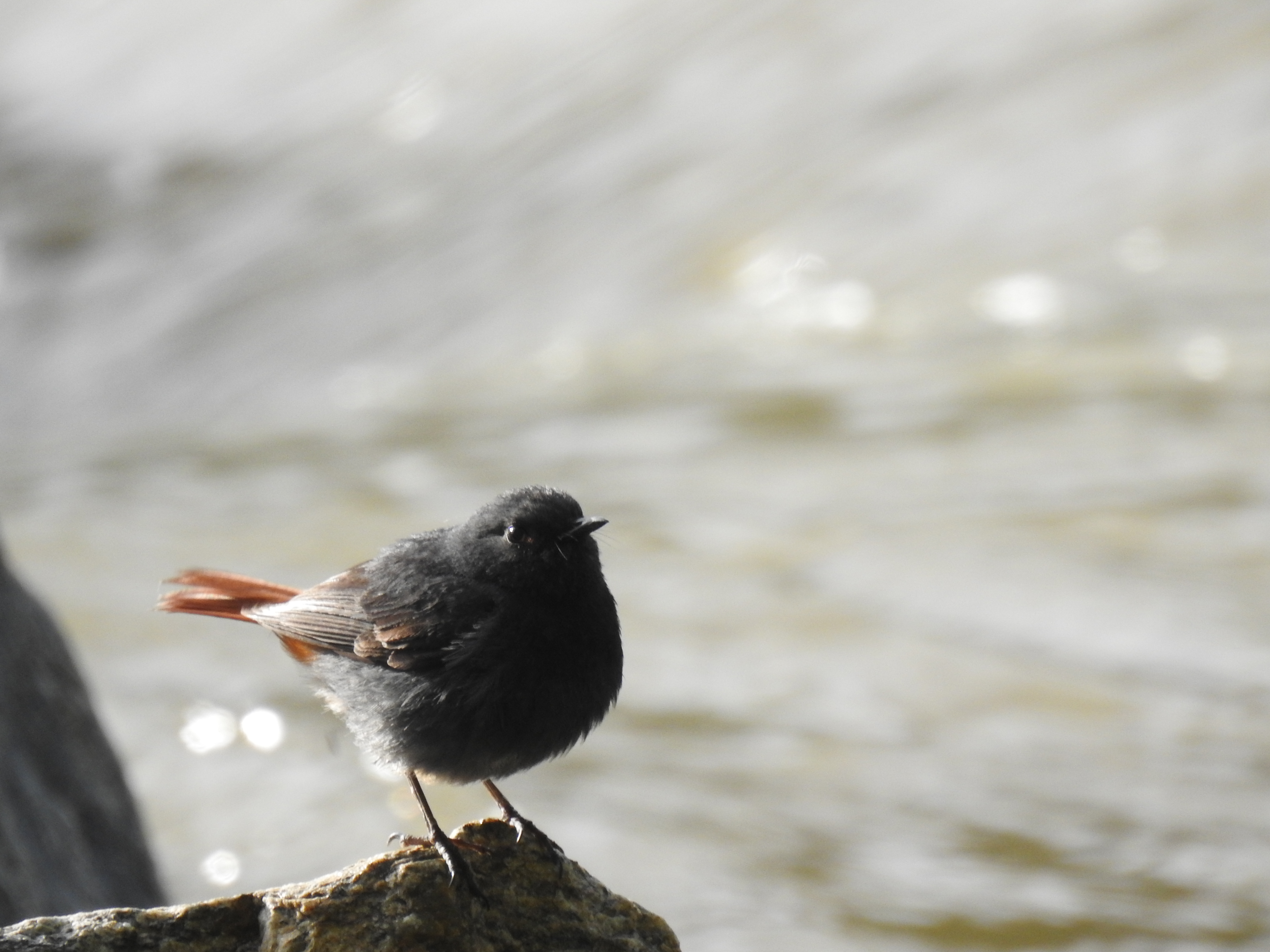 红尾水鸲 Plumbeous Water Redstart
