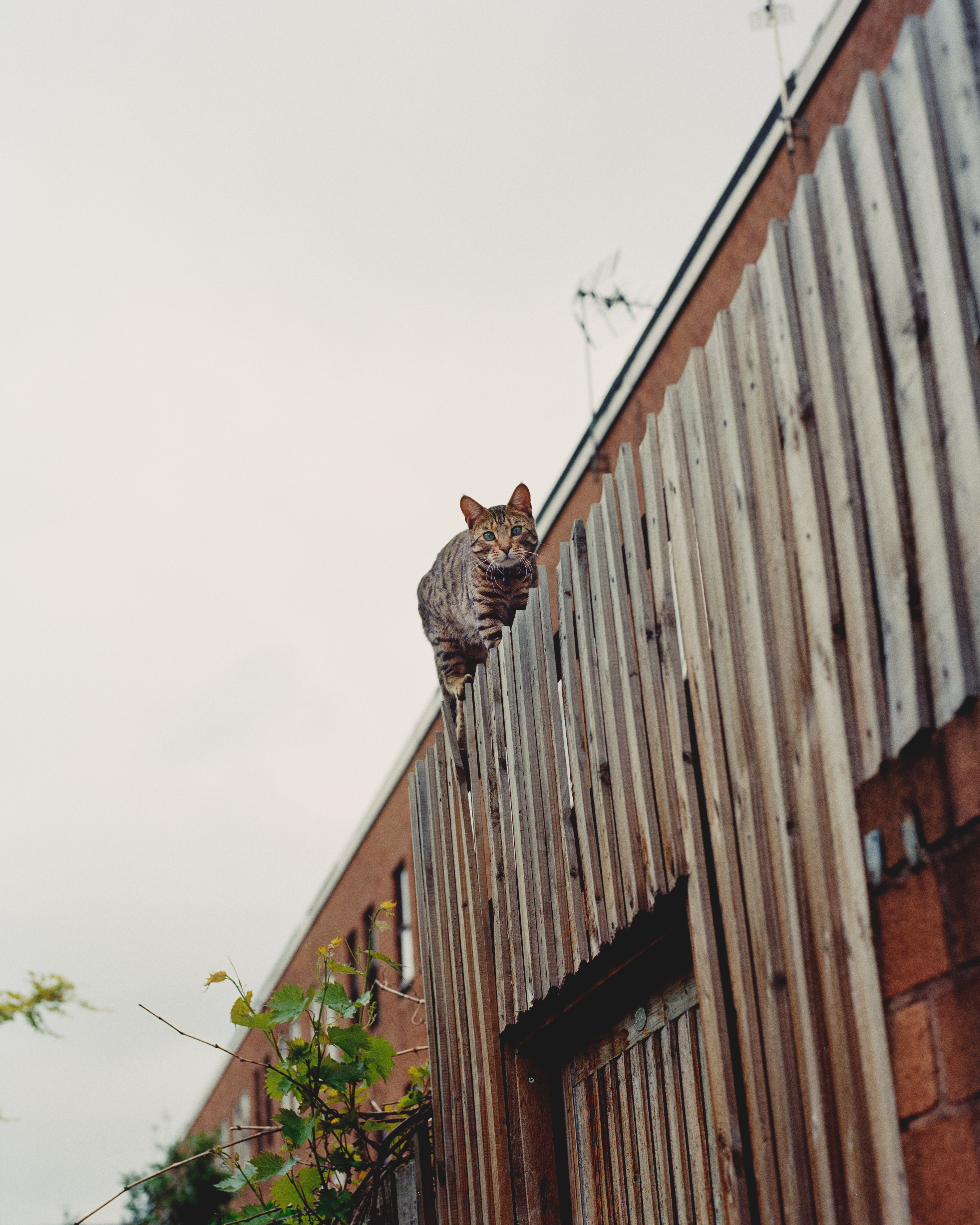 Cat in Stoke Newington. London, UK