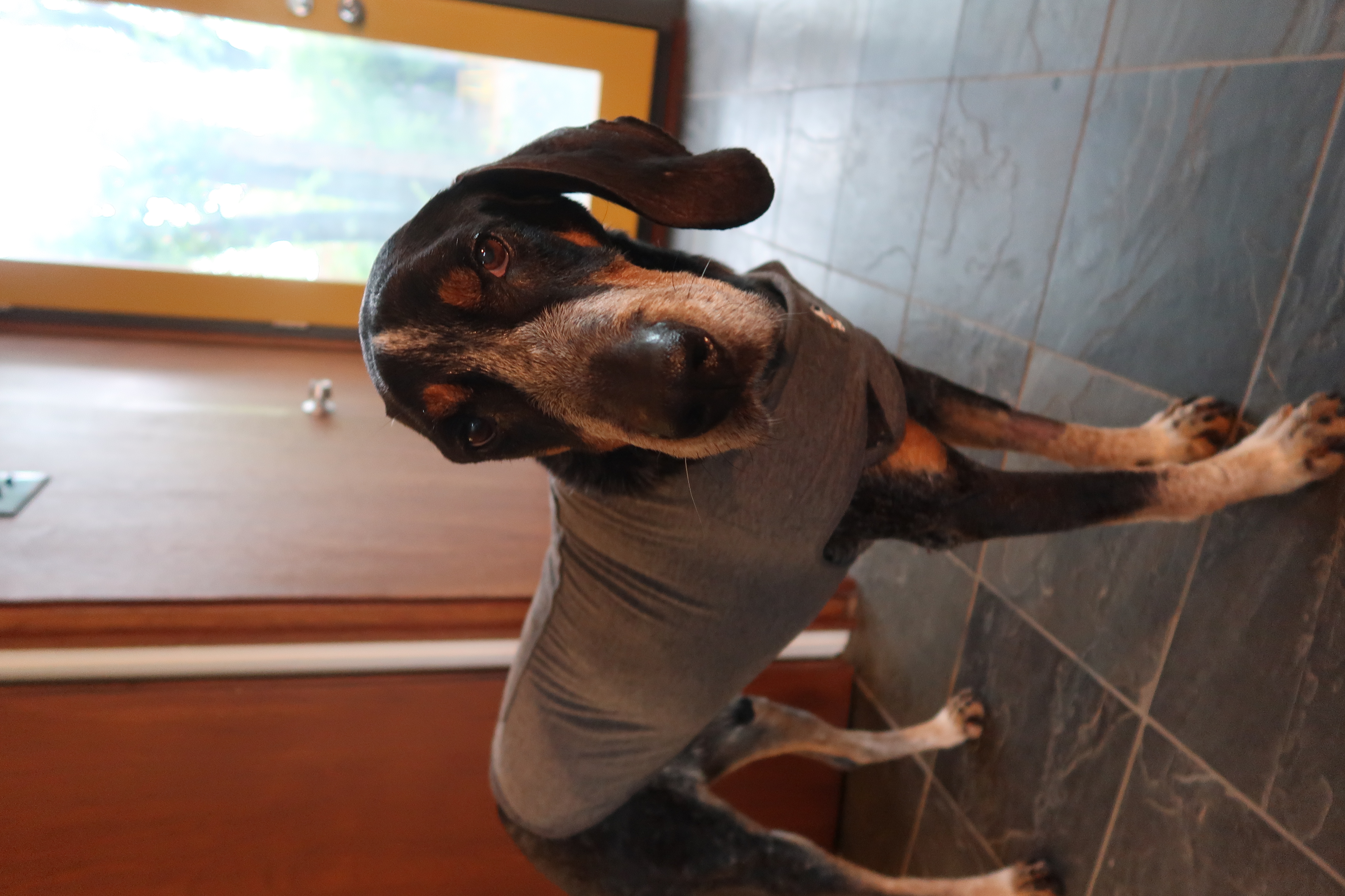 One ear hound (all healed up buddy!)