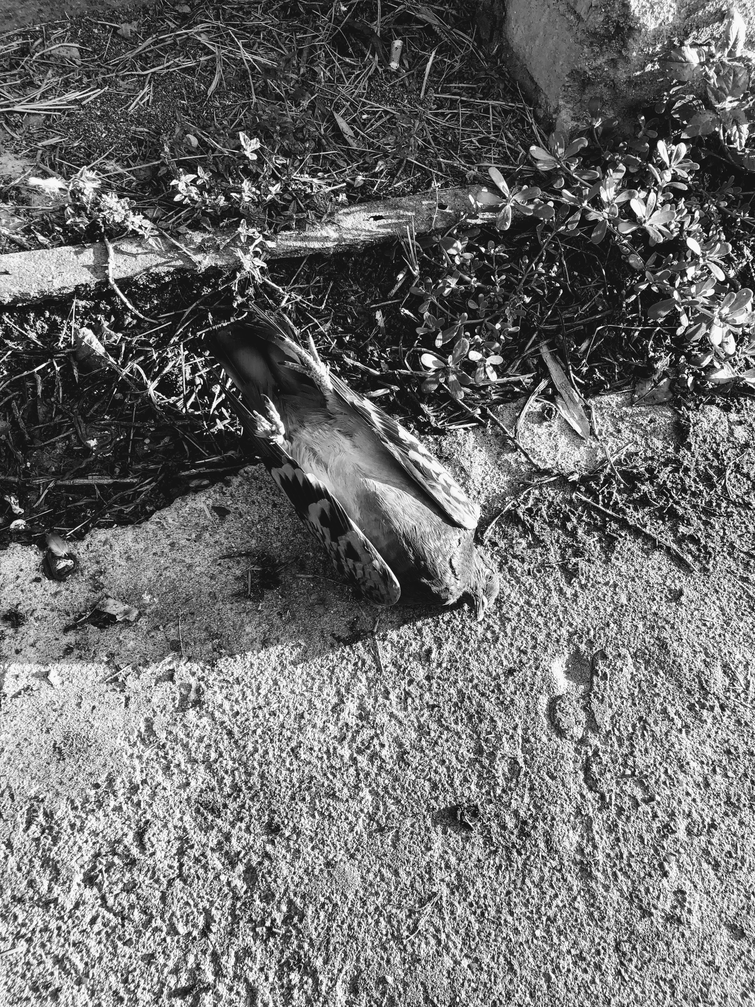 Piccione stecchito, Bologna, 24-9-19