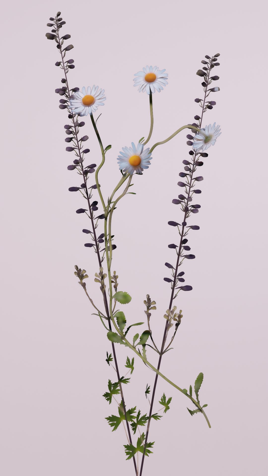 Oxeye Daisy & Wolfsbane (2021, 0 x 0px)
