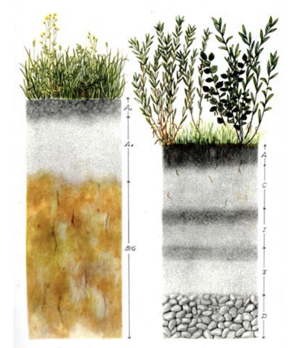 Watercolor from Walter L. Kubiëna, The soils of Europe: illustrated diagnosis and sistematics. Consejo superior de investigaciones cientificas (T. Murby, 1953).