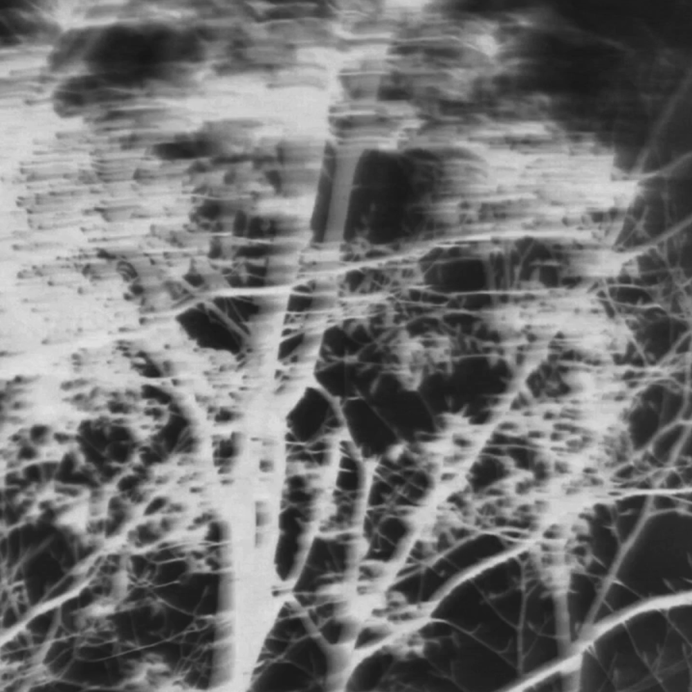 Polytechnique (2014), Directed by Scott Barley, Easychord