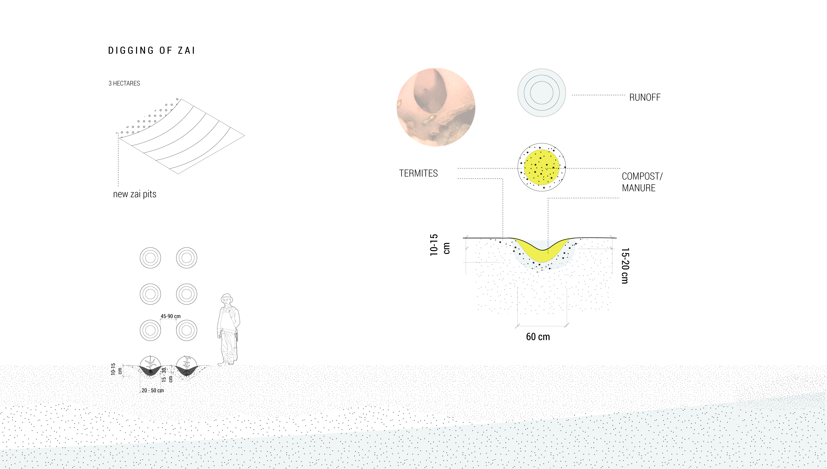 Fig. 33. Zai pit construction over a 7-10 year period: 1) farmers dig Zai pits, adding compost or manure, termites, and begin growing staple crops such as millet and sorghum.