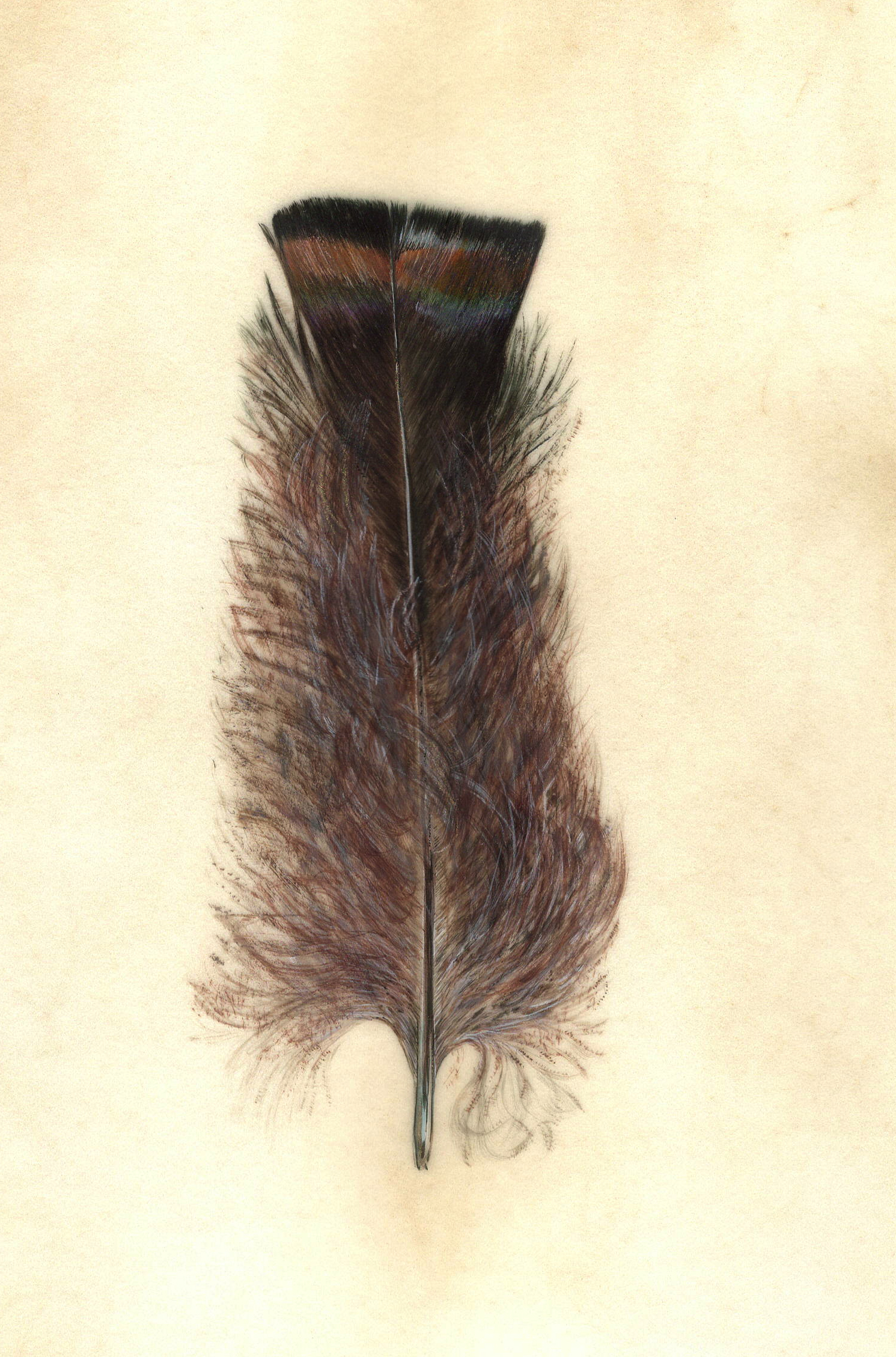 Fowl play - bronze turkey feather