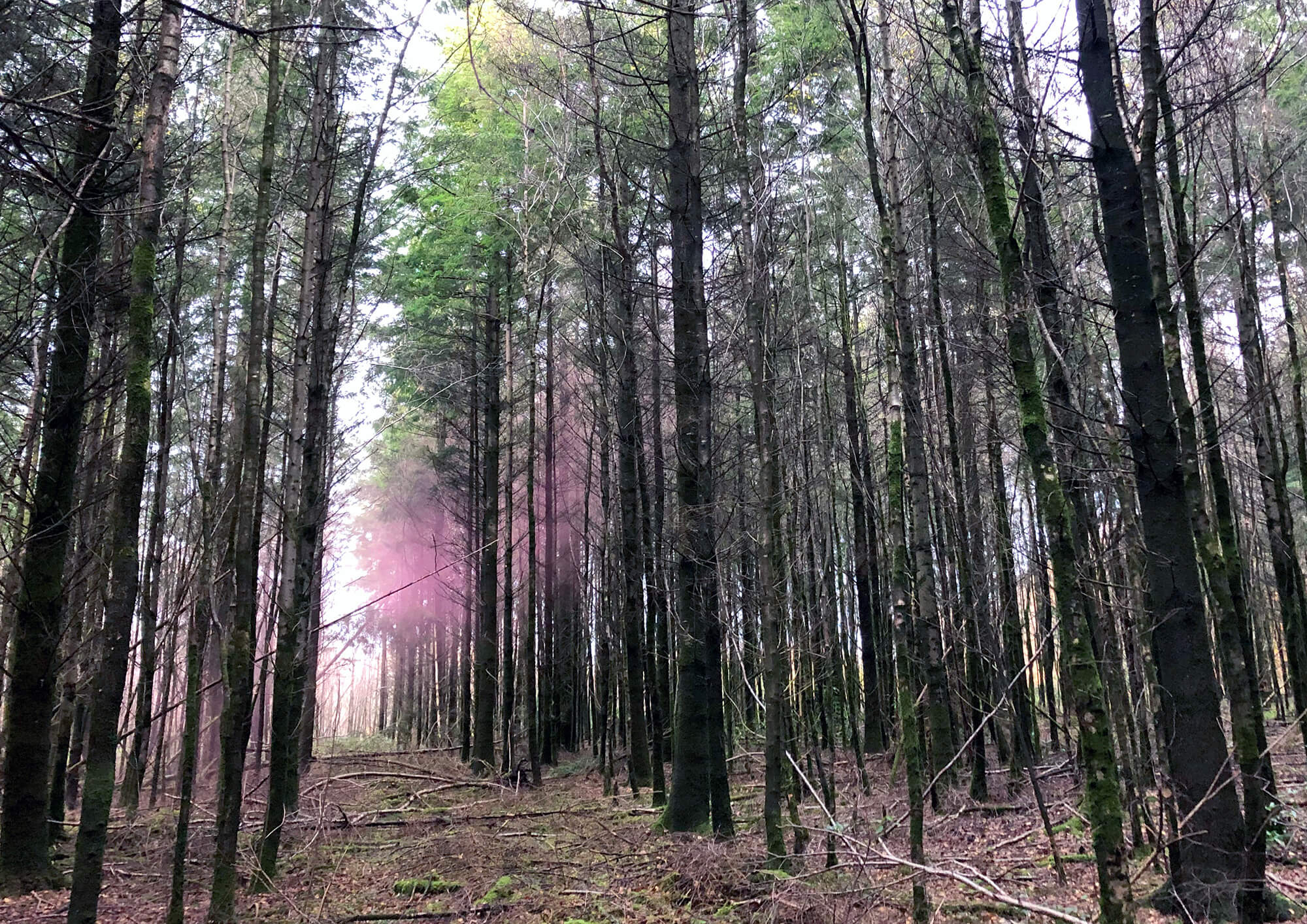 Reverie (Rainbow-Tree)2020Photographic Giclee Print on metallic PaperEdition of 550cm x 40cm