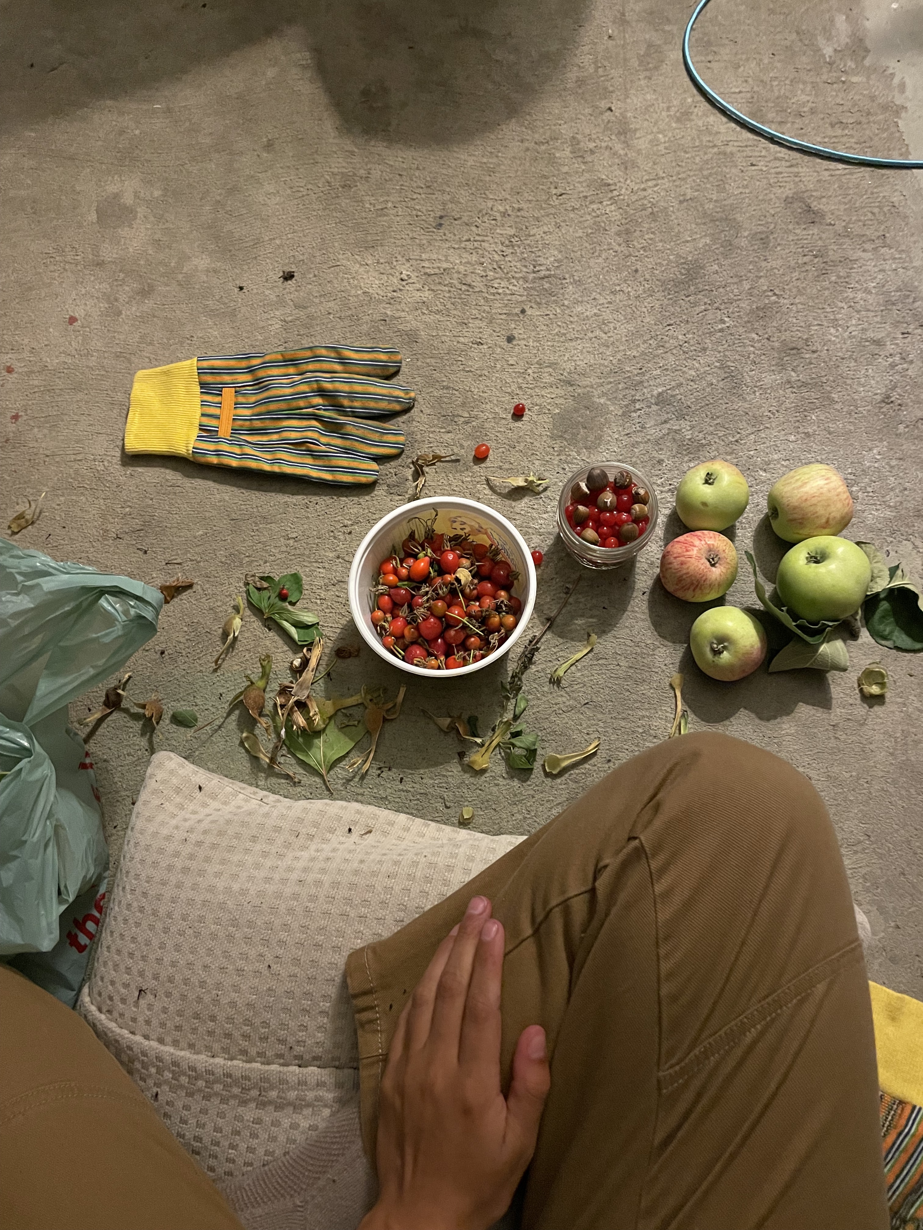 A photo of a person (seemingly Kiona) sitting with 2 plastic bowls full of rose hips in front of them. The perspective is from the eyes of the person sitting, they are wearing khaki jeans and sitting on a cushion and their hand is resting on their leg. To the right of the bowl of rosehips there are 5 crab apples on the floor. To the left of the bowls of rose hips there is a gardening glove rested on the floor.  