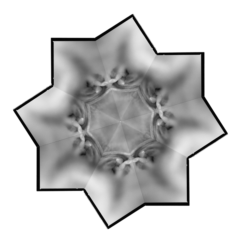 2004 08The Flowers of DelightKvetiny slasti