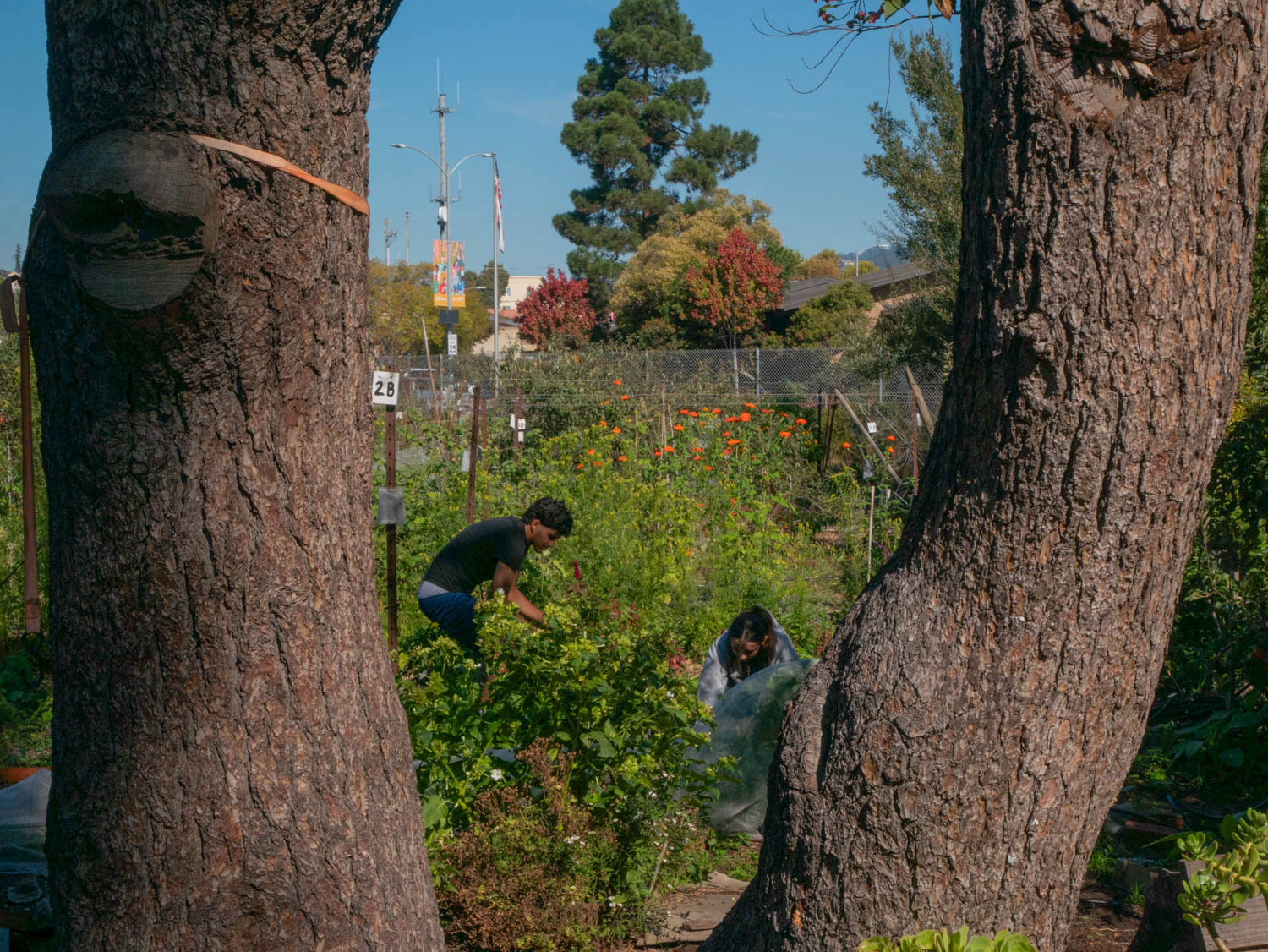 1050 San Pablo Avenue, Albany