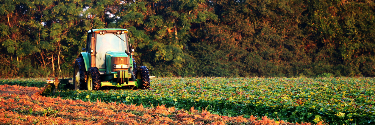 A tractor plowing a field of fresh produce in the evening sun